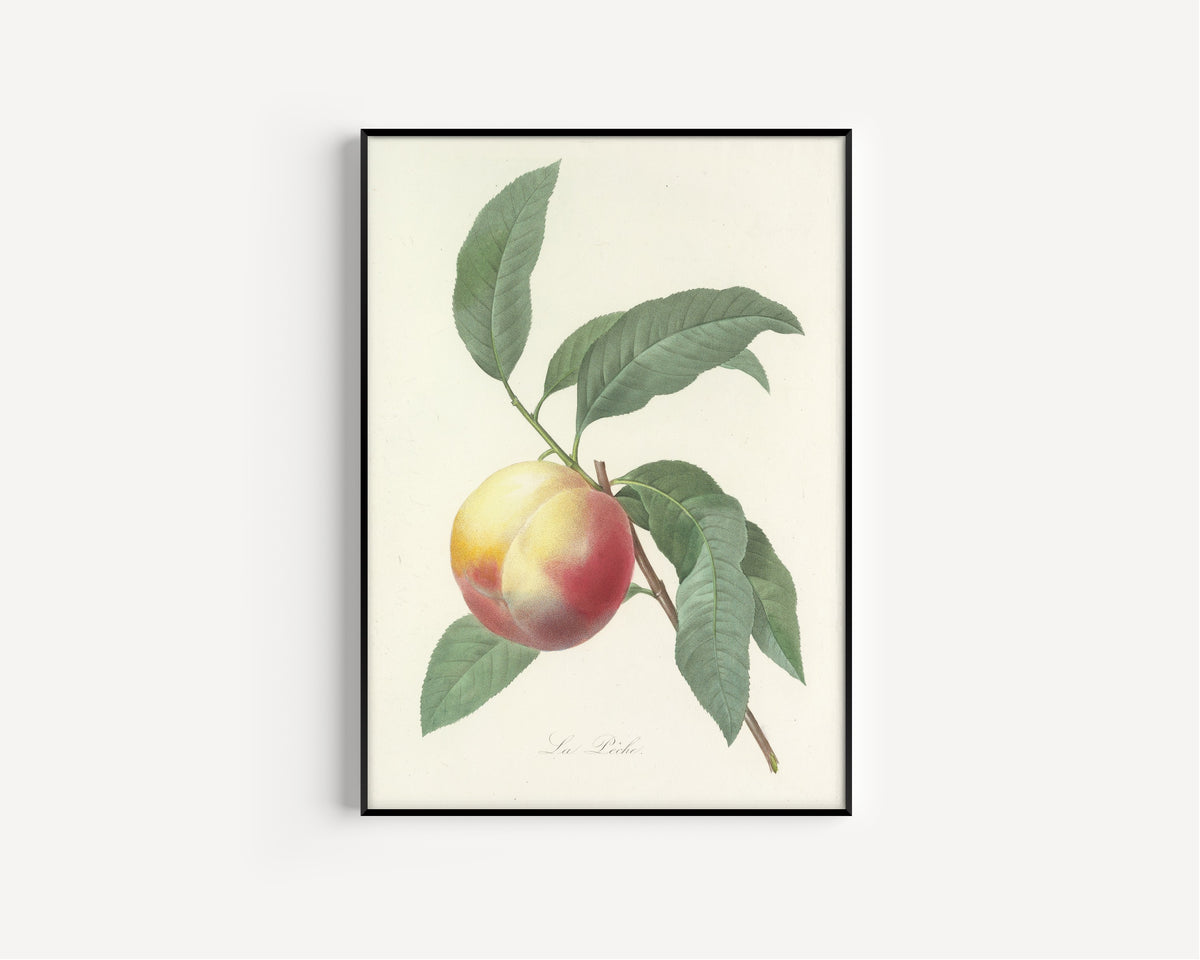 Framed art print of Choix des plus belles fleurs, Plate 64: La Pêche by Pierre-Joseph Redouté, in a slim black frame on a plain white wall