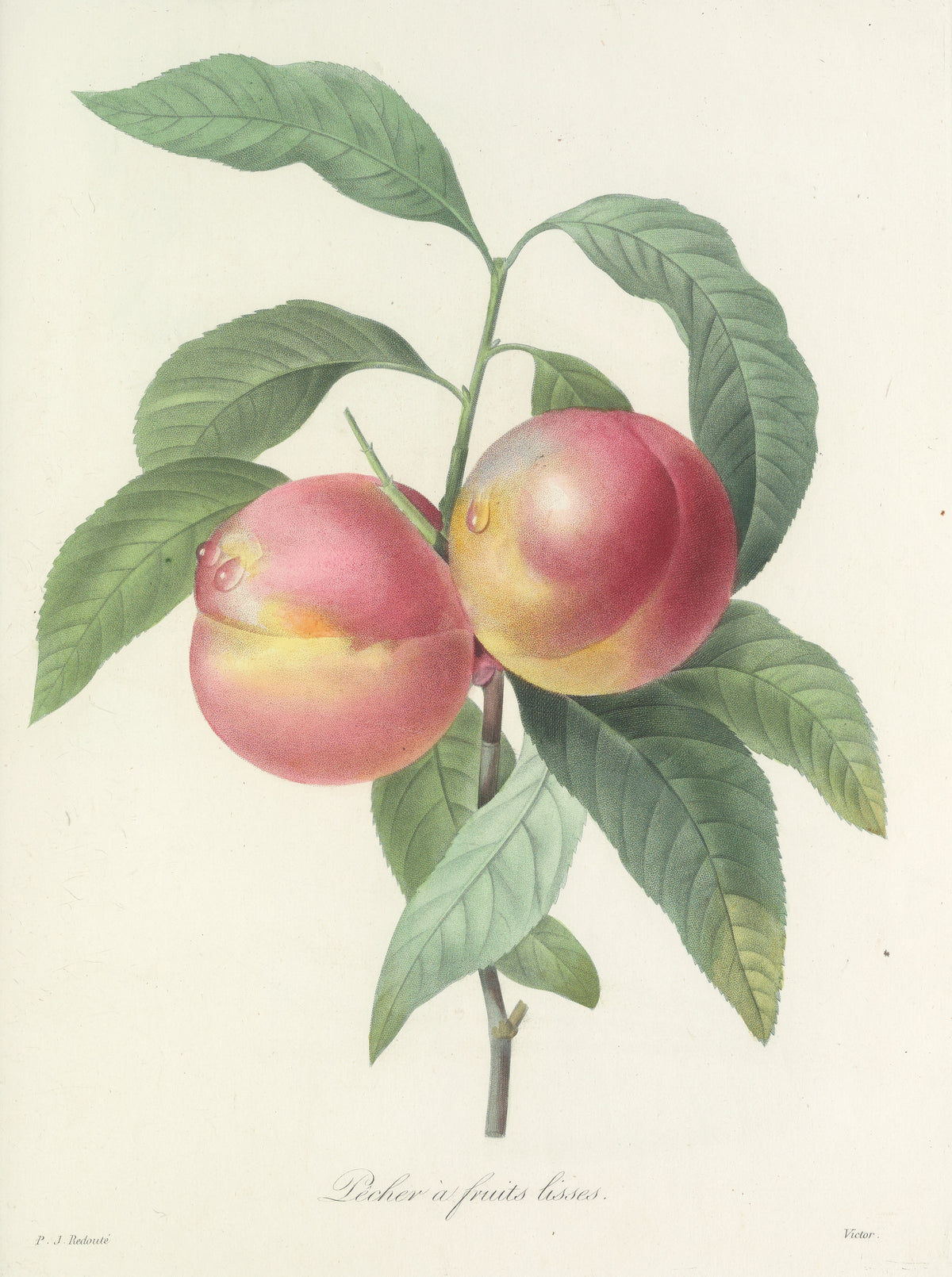 Choix des plus belles fleurs, Plate 65: Pêcher à Fruits Lisses by Pierre-Joseph Redouté — Two crimson peaches flushed with gold among serrated green leaves