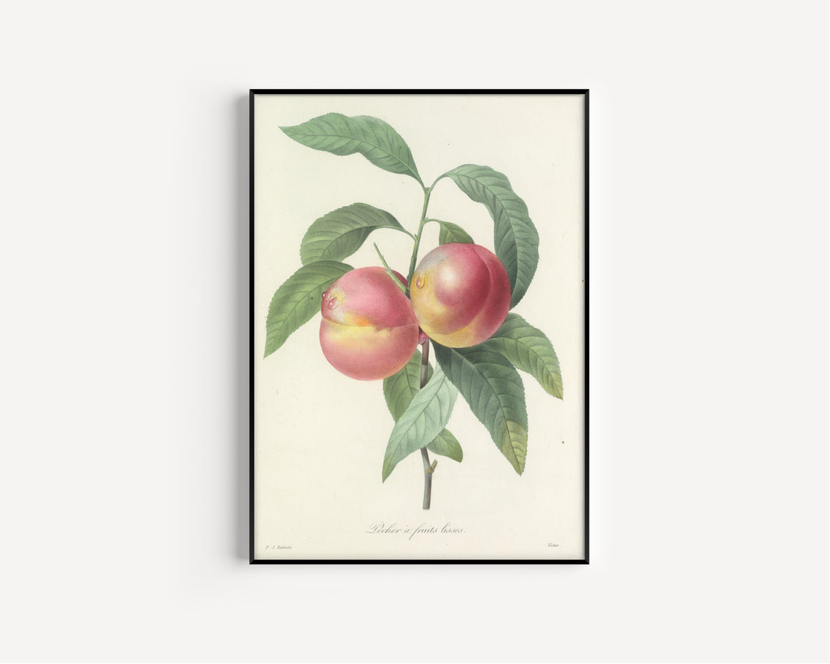 Framed art print of Choix des plus belles fleurs, Plate 65: Pêcher à Fruits Lisses by Pierre-Joseph Redouté, in a slim black frame on a plain white wall