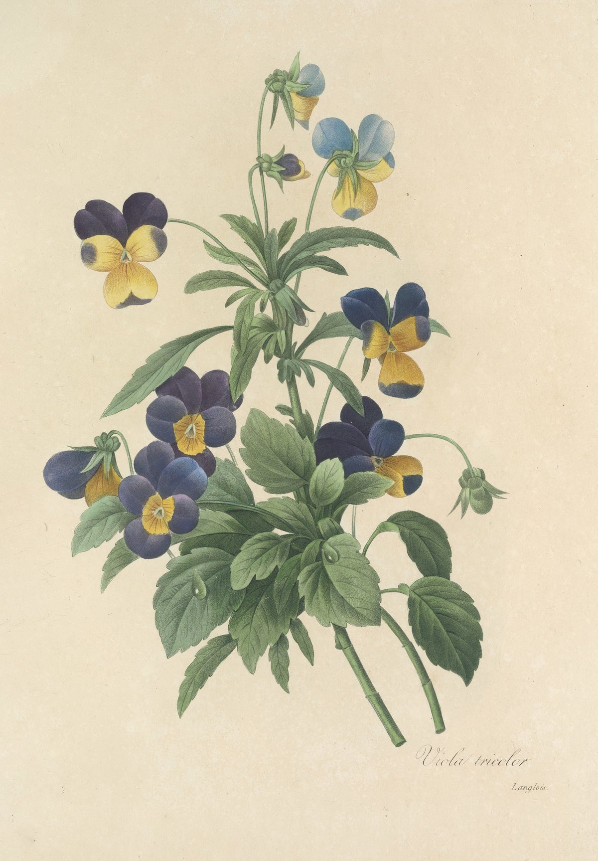Choix des plus belles fleurs, Plate 66: Viola Tricolor by Pierre-Joseph Redouté — Violet and yellow pansies on a leafy plant