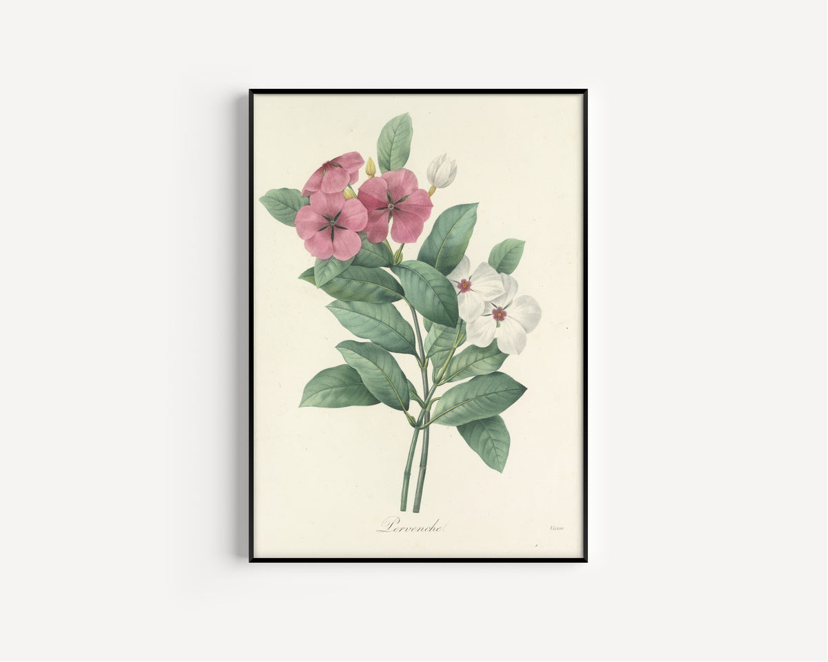Framed art print of Choix des plus belles fleurs, Plate 68: Pervenche by Pierre-Joseph Redouté, in a slim black frame on a plain white wall