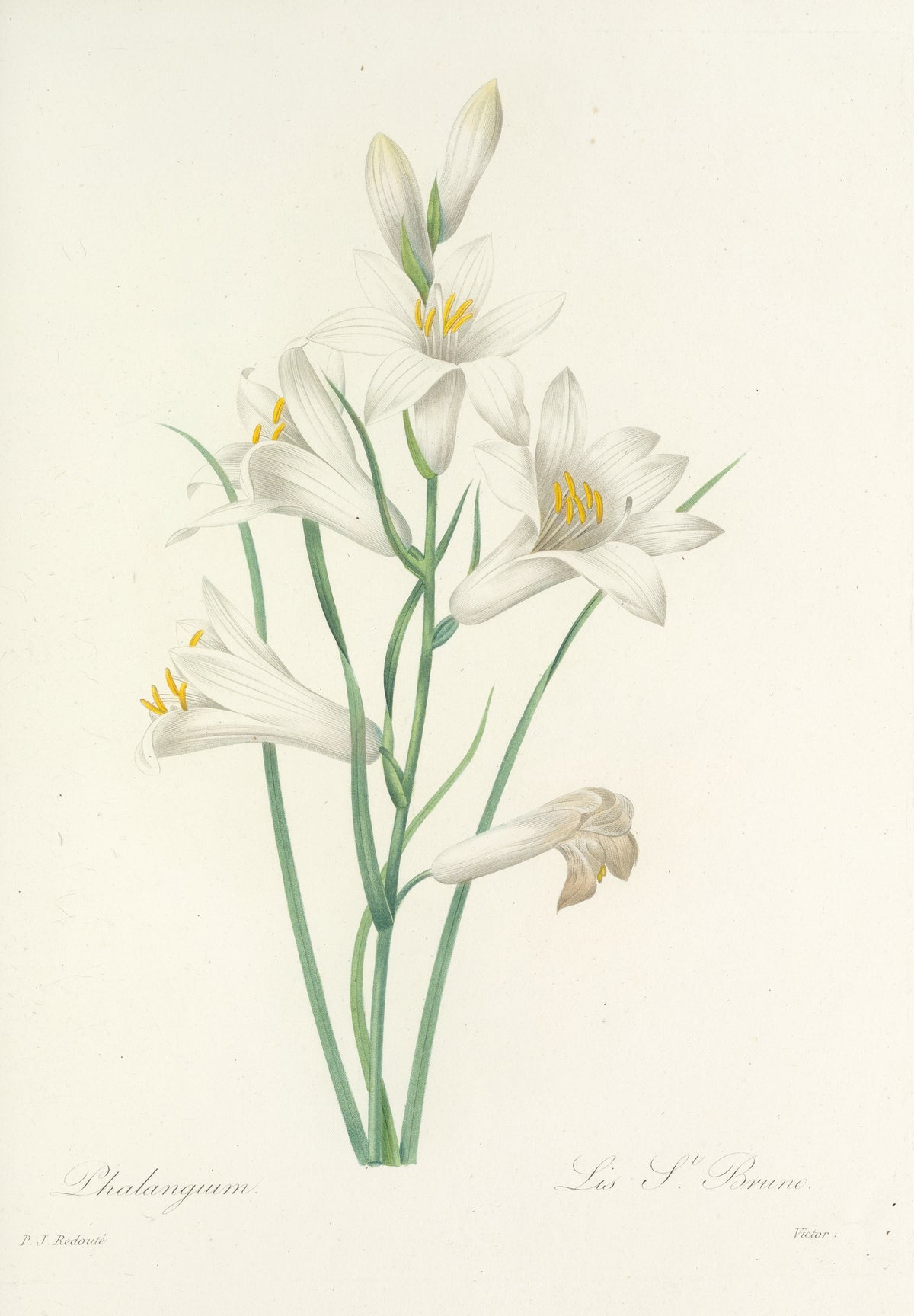 Choix des plus belles fleurs, Plate 69: Phalangium by Pierre-Joseph Redouté — White lilies with golden stamens on slender grass-green stems