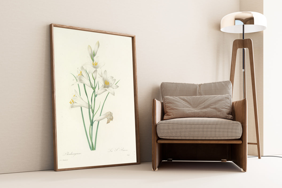Framed art print of Choix des plus belles fleurs, Plate 69: Phalangium by Pierre-Joseph Redouté, leaning against a wall beside an armchair and a floor lamp