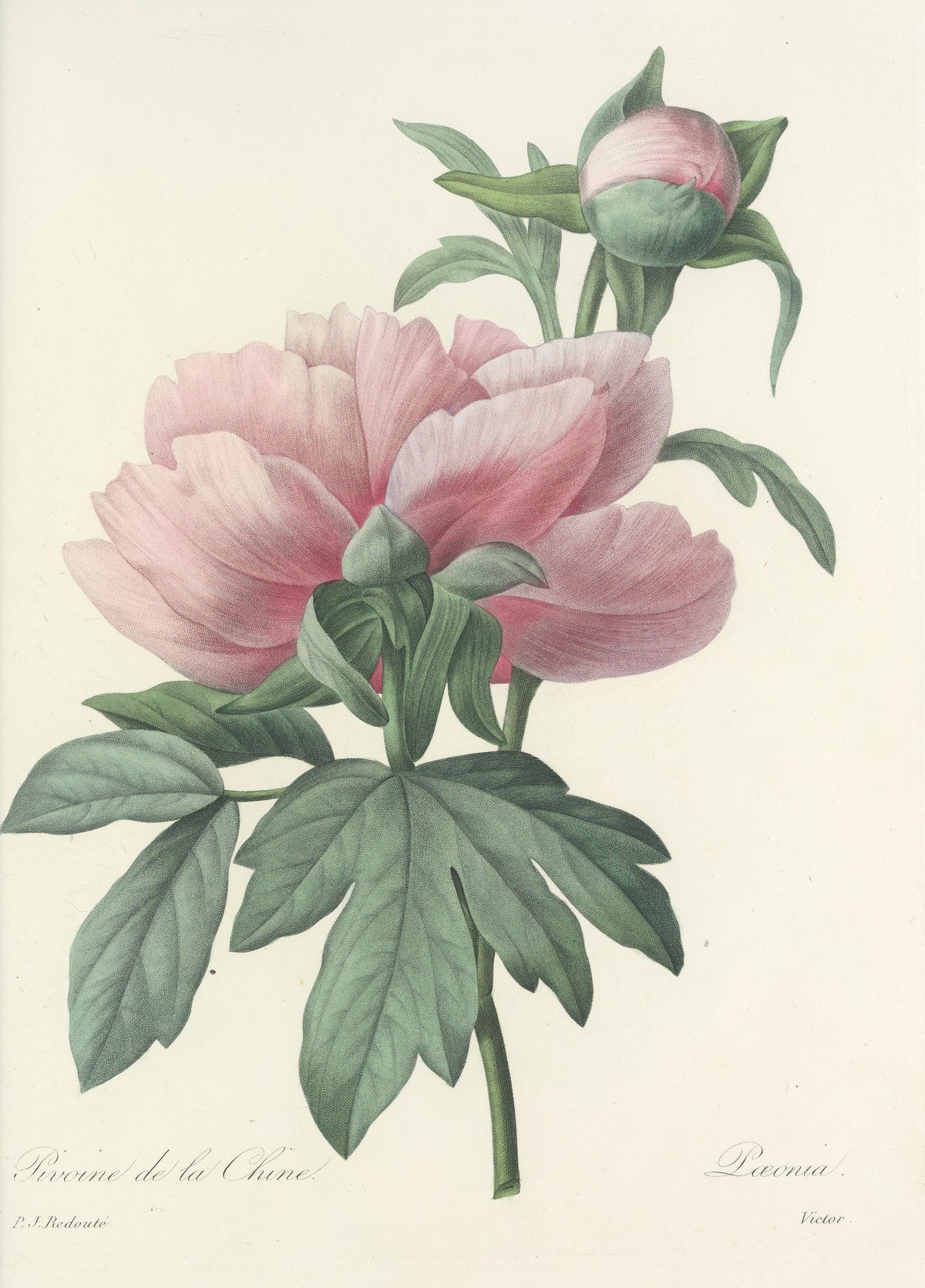Choix des plus belles fleurs, Plate 71: Pæonia by Pierre-Joseph Redouté — A soft pink peony in bloom beside a plump closed bud