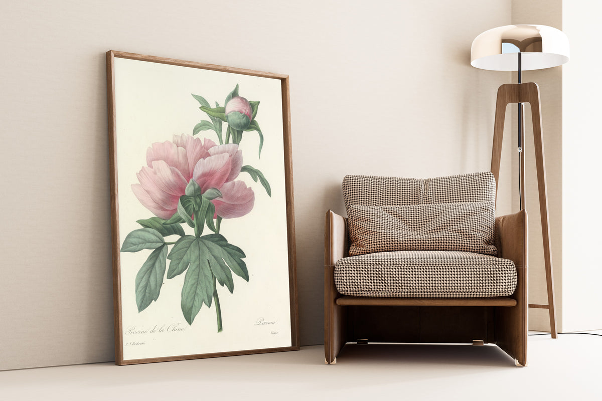 Framed art print of Choix des plus belles fleurs, Plate 71: Pæonia by Pierre-Joseph Redouté, leaning against a wall beside an armchair and a floor lamp