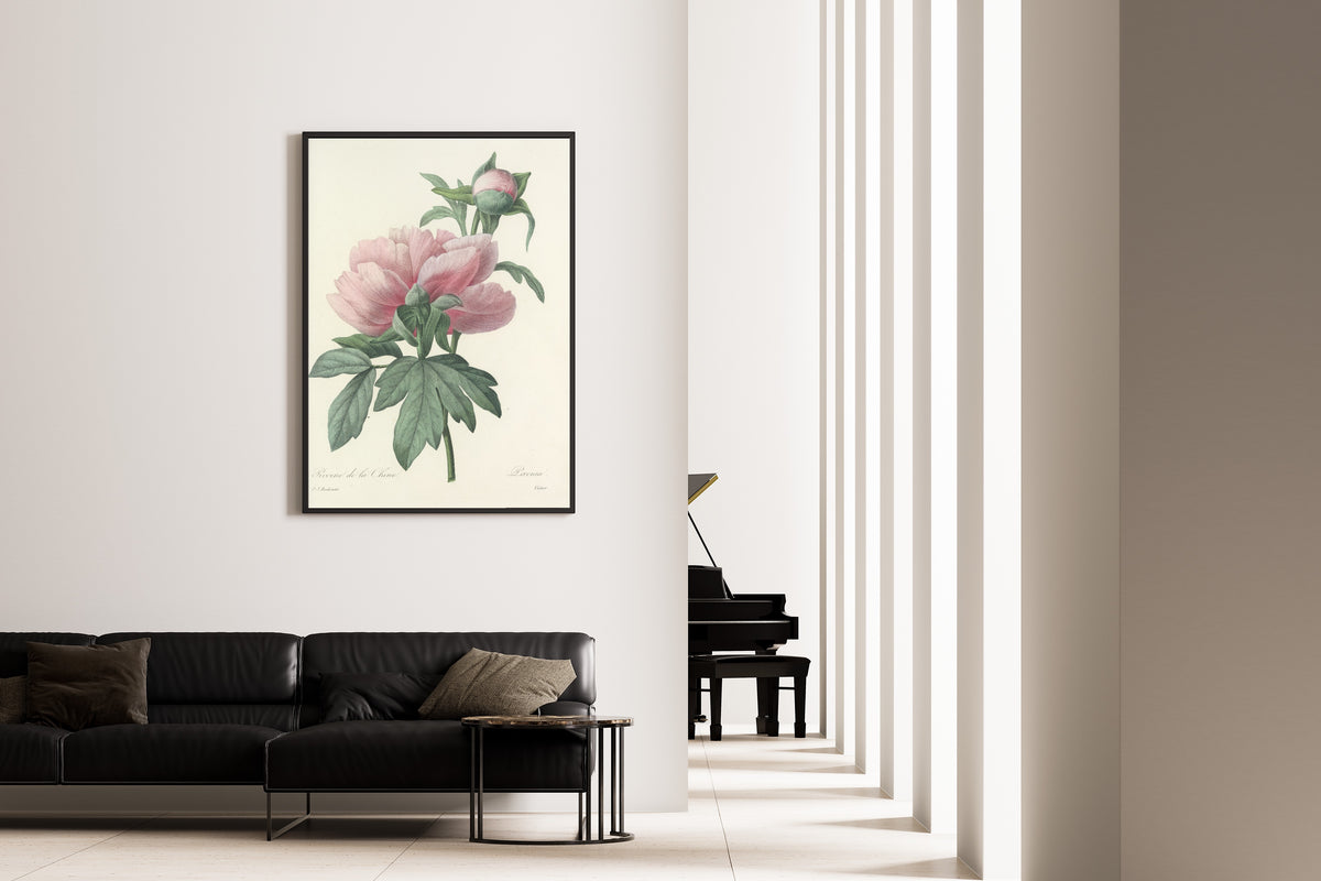 Framed art print of Choix des plus belles fleurs, Plate 71: Pæonia by Pierre-Joseph Redouté, on the wall of a minimal living room