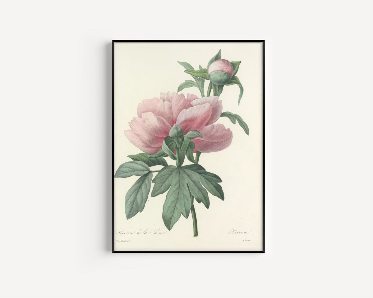 Framed art print of Choix des plus belles fleurs, Plate 71: Pæonia by Pierre-Joseph Redouté, in a slim black frame on a plain white wall