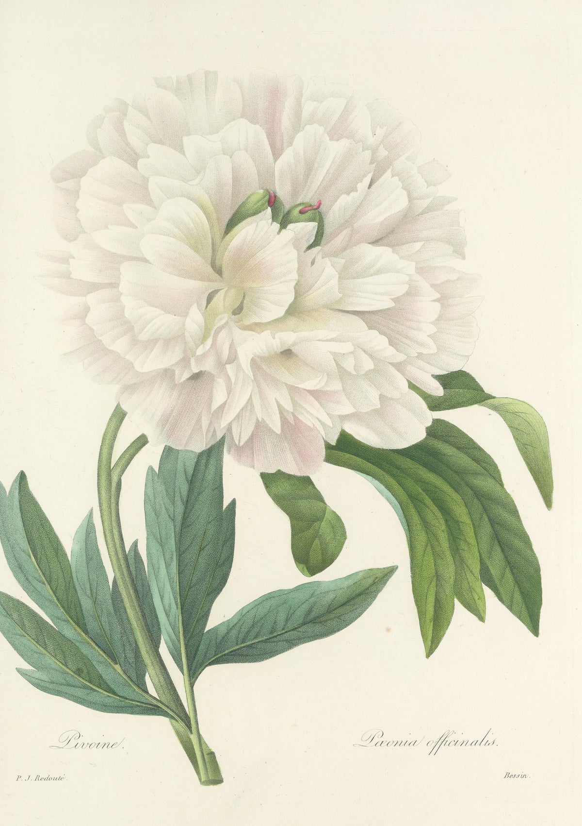 Choix des plus belles fleurs, Plate 72: Paeonia Officinalis by Pierre-Joseph Redouté — A full white peony faintly flushed with pink