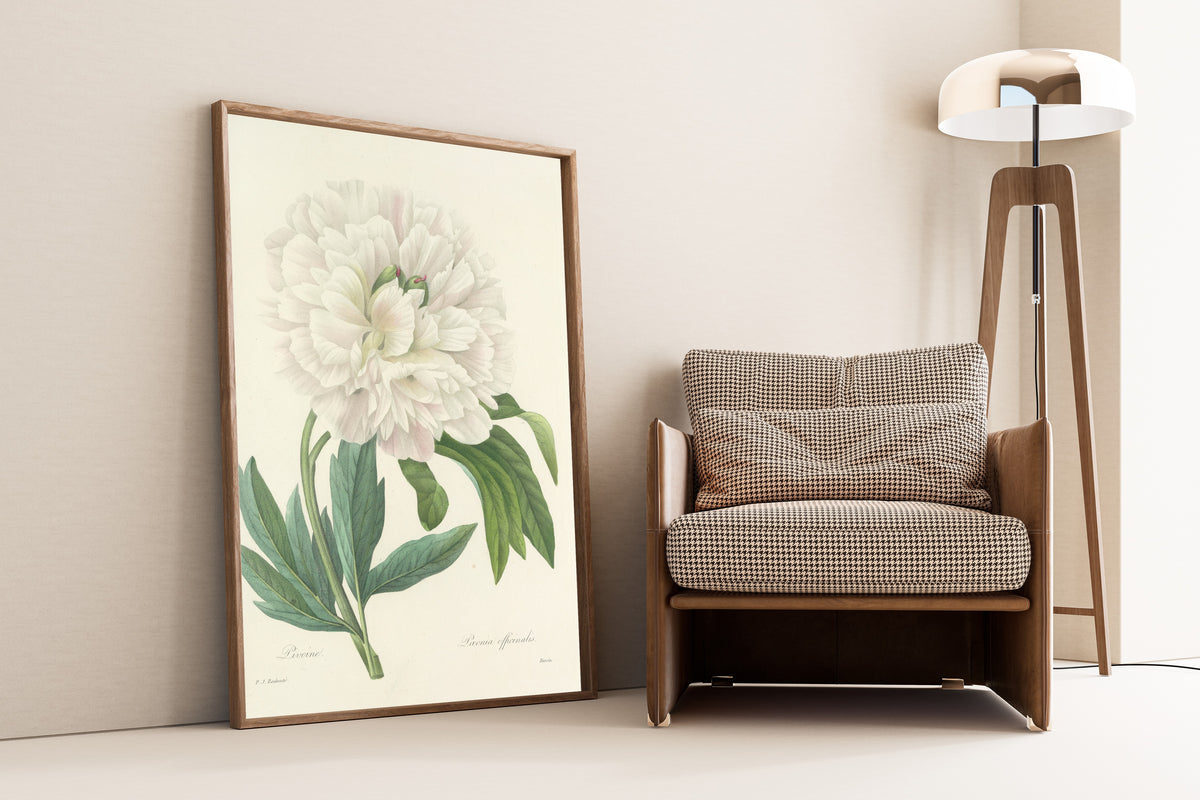 Framed art print of Choix des plus belles fleurs, Plate 72: Paeonia… by Pierre-Joseph Redouté, leaning against a wall beside an armchair and a floor lamp