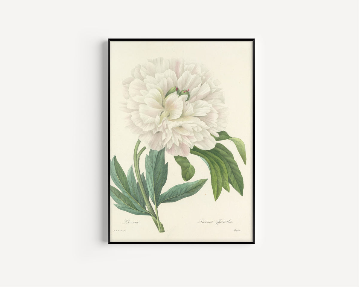 Framed art print of Choix des plus belles fleurs, Plate 72: Paeonia Officinalis by Pierre-Joseph Redouté, in a slim black frame on a plain white wall