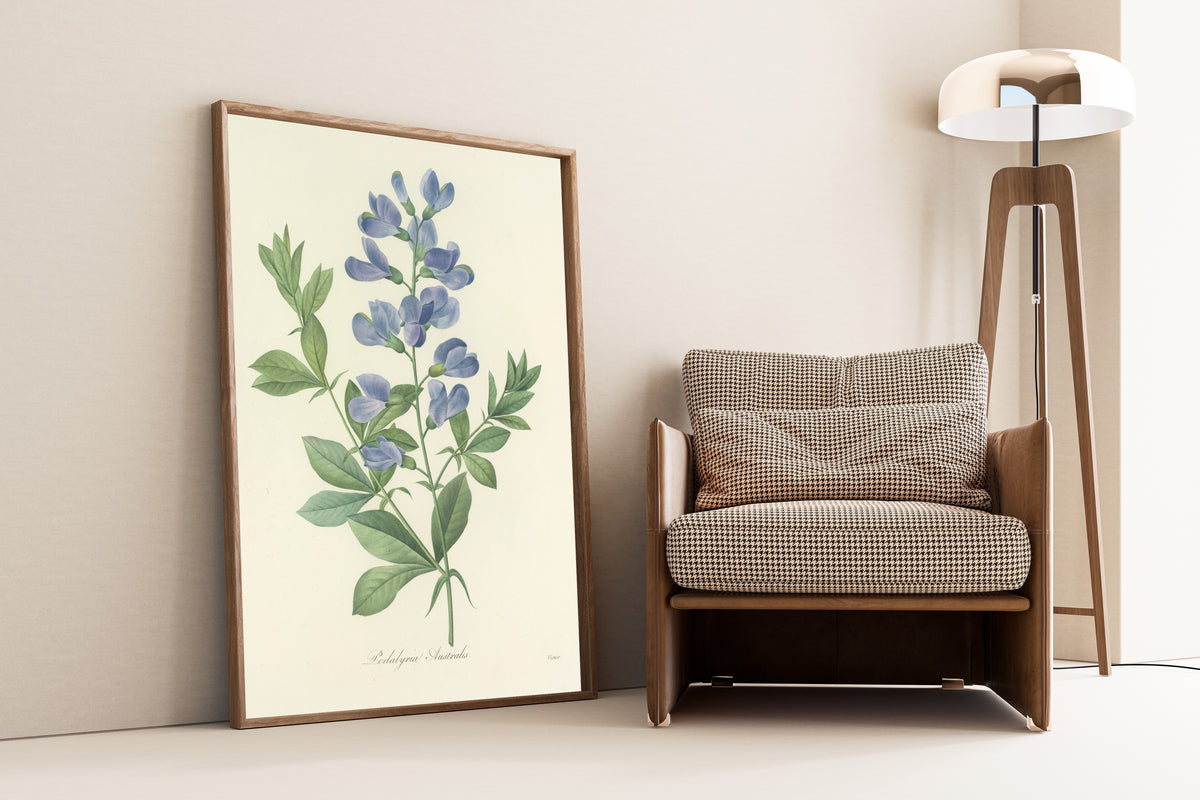 Framed art print of Choix des plus belles fleurs, Plate 77: Podalyria… by Pierre-Joseph Redouté, leaning against a wall beside an armchair and a floor lamp