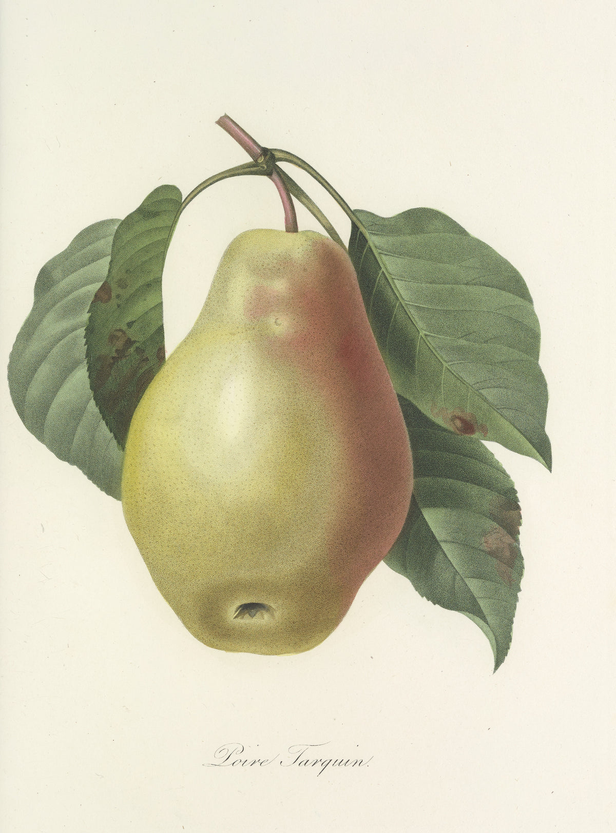 Choix des plus belles fleurs, Plate 78: Poire Tarquin by Pierre-Joseph Redouté — A single pear flushed with red on a leafy twig