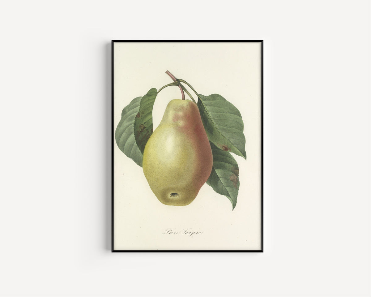 Framed art print of Choix des plus belles fleurs, Plate 78: Poire Tarquin by Pierre-Joseph Redouté, in a slim black frame on a plain white wall