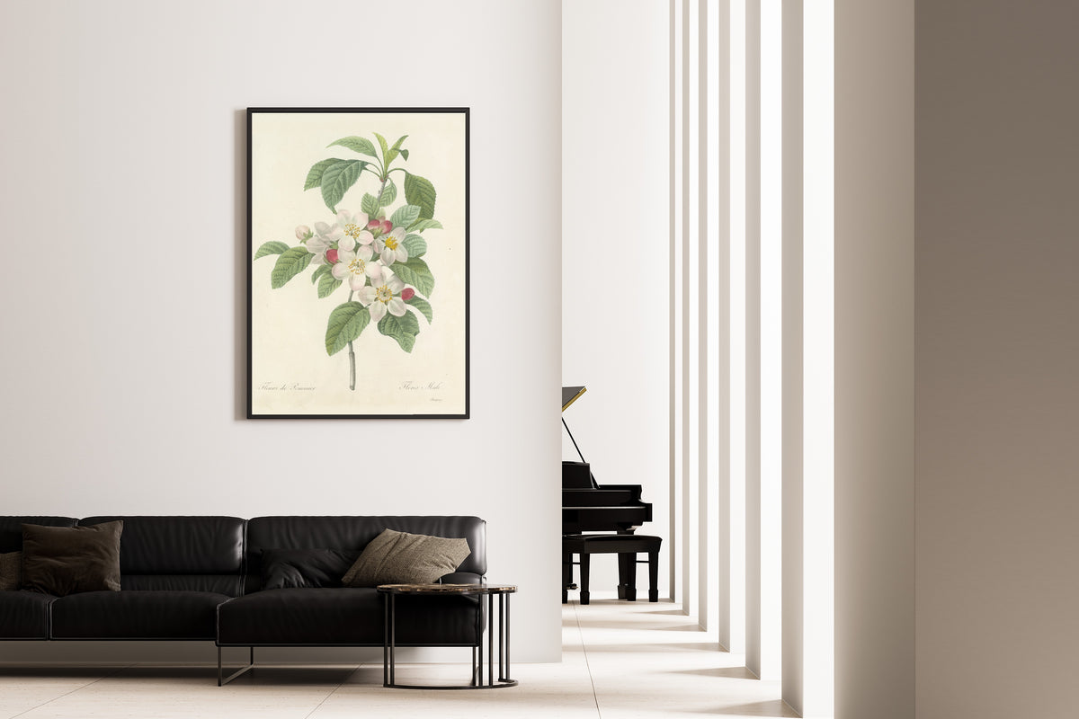 Framed art print of Choix des plus belles fleurs, Plate 79: Flores Mali by Pierre-Joseph Redouté, on the wall of a minimal living room