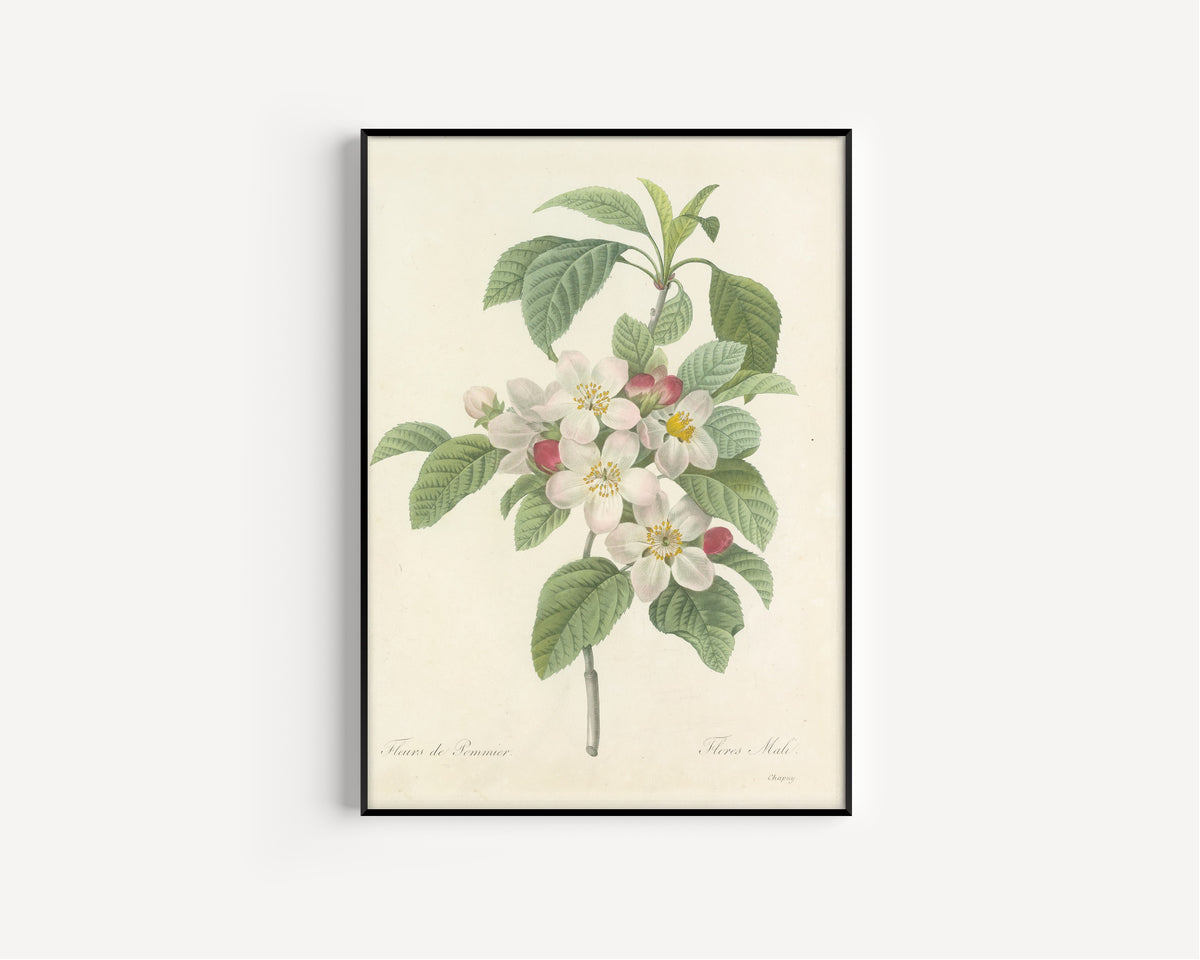 Framed art print of Choix des plus belles fleurs, Plate 79: Flores Mali by Pierre-Joseph Redouté, in a slim black frame on a plain white wall