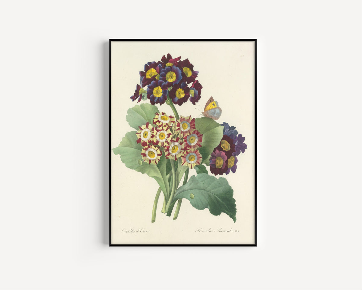 Framed art print of Choix des plus belles fleurs, Plate 80: Primula Auricula Var. by Pierre-Joseph Redouté, in a slim black frame on a plain white wall