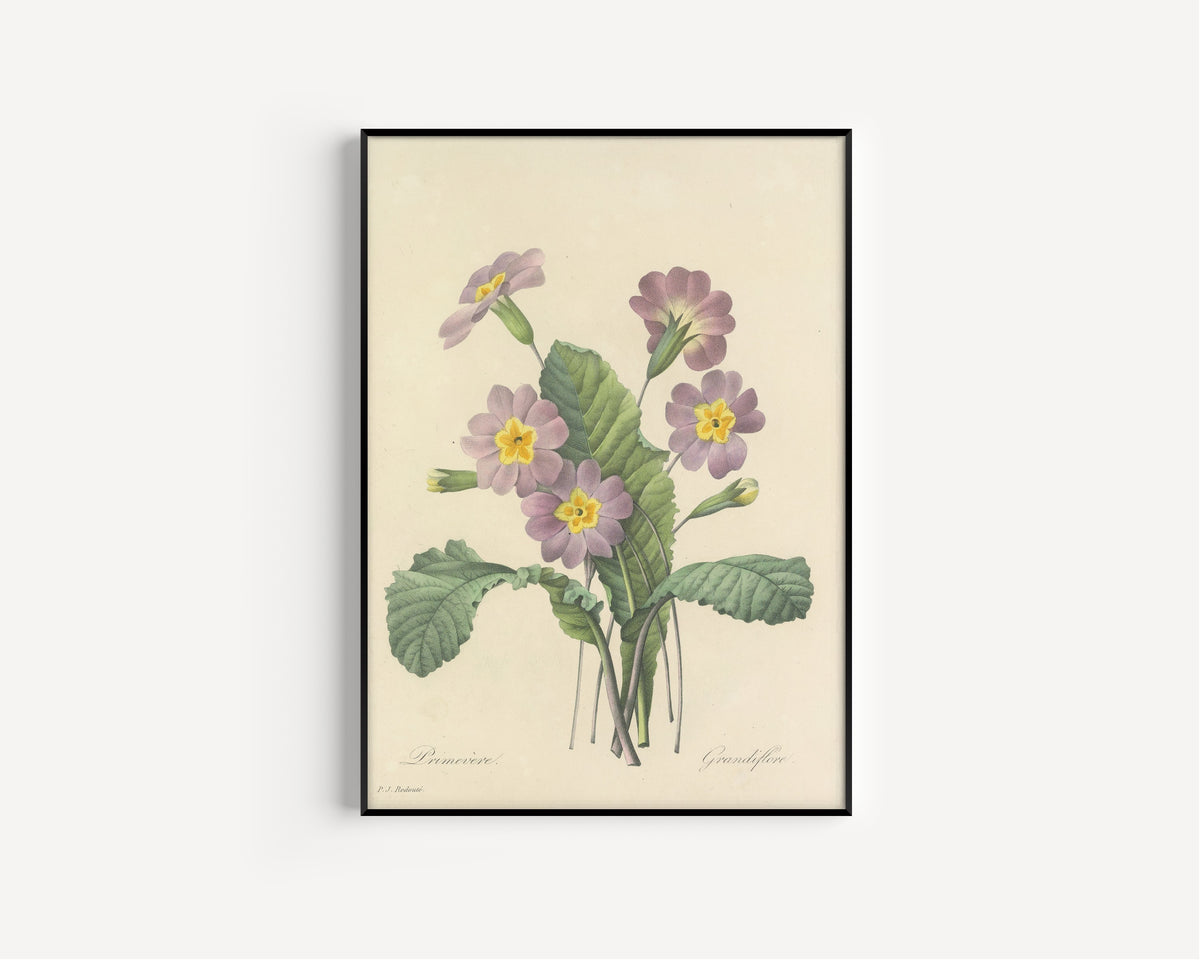 Framed art print of Choix des plus belles fleurs, Plate 82: Primevère Grandiflore by Pierre-Joseph Redouté, in a slim black frame on a plain white wall