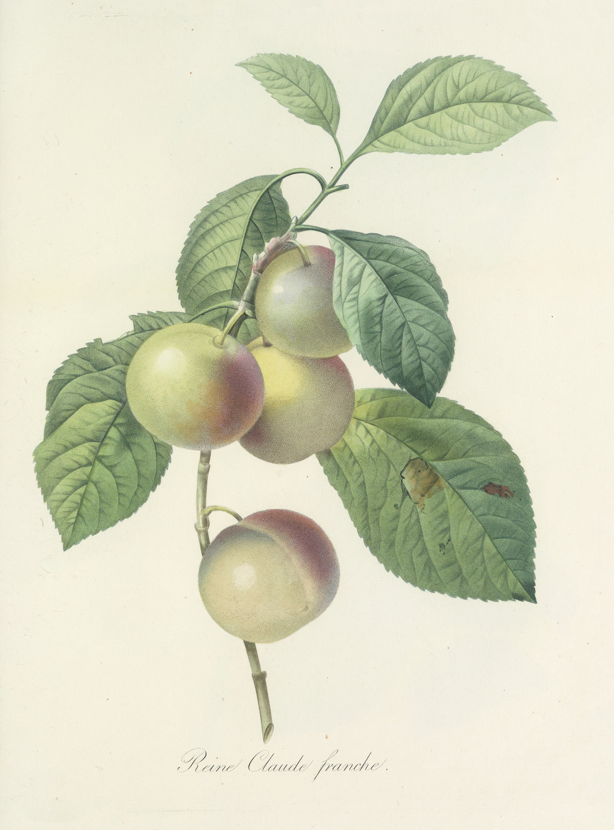 Choix des plus belles fleurs, Plate 85: Reine Claude Franche by Pierre-Joseph Redouté — Four yellow-green plums blushed with purple on a leafy twig