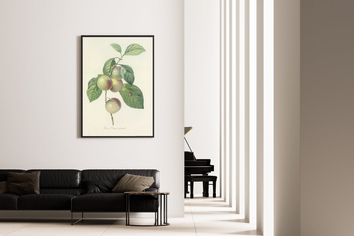 Framed art print of Choix des plus belles fleurs, Plate 85: Reine Claude Franche by Pierre-Joseph Redouté, on the wall of a minimal living room