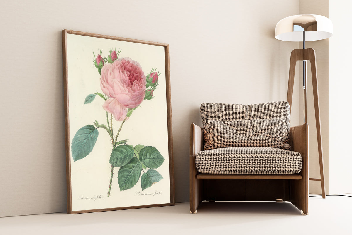 Framed art print of Choix des plus belles fleurs, Plate 86: Rosa Centifolia by Pierre-Joseph Redouté, leaning against a wall beside an armchair and a floor lamp