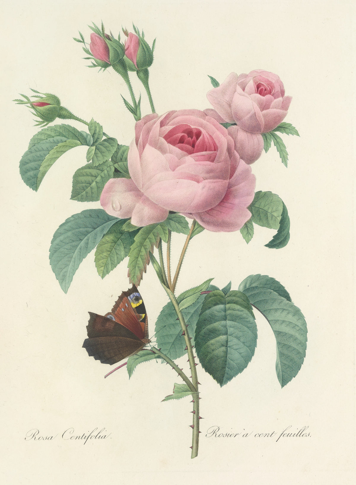 Choix des plus belles fleurs, Plate 88: Rosa Centifolia (with a Butterfly) by Pierre-Joseph Redouté — Two pink roses, crimson buds and a brown butterfly