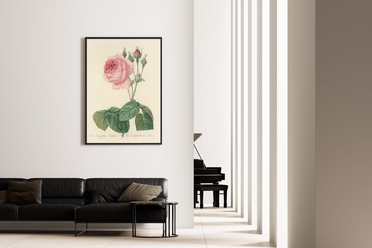 Framed art print of Choix des plus belles fleurs, Plate 89: Rosa Centifolia Bullata by Pierre-Joseph Redouté, on the wall of a minimal living room