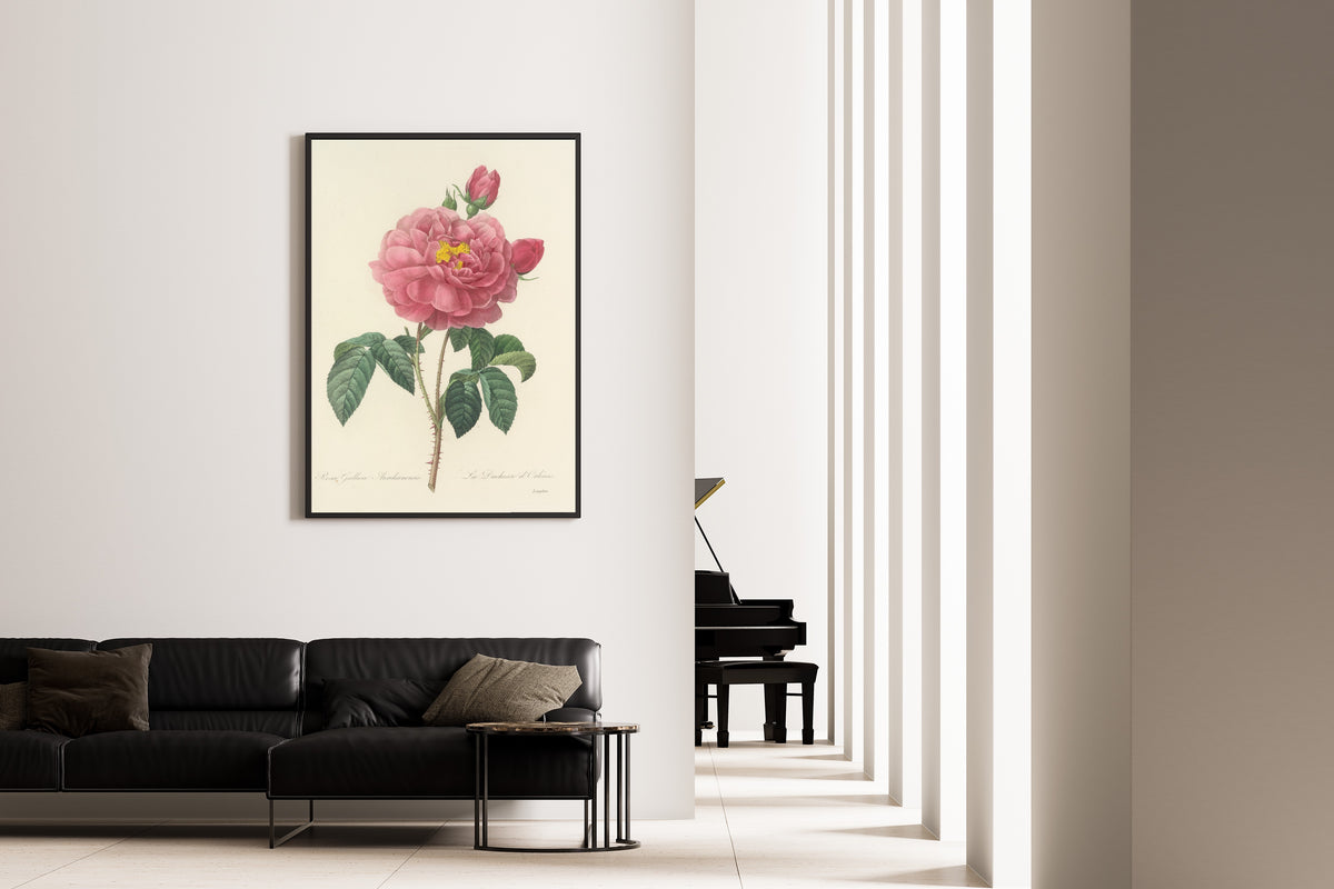 Framed art print of Choix des plus belles fleurs, Plate 90: Rosa Gallica Aurelianensis by Pierre-Joseph Redouté, on the wall of a minimal living room