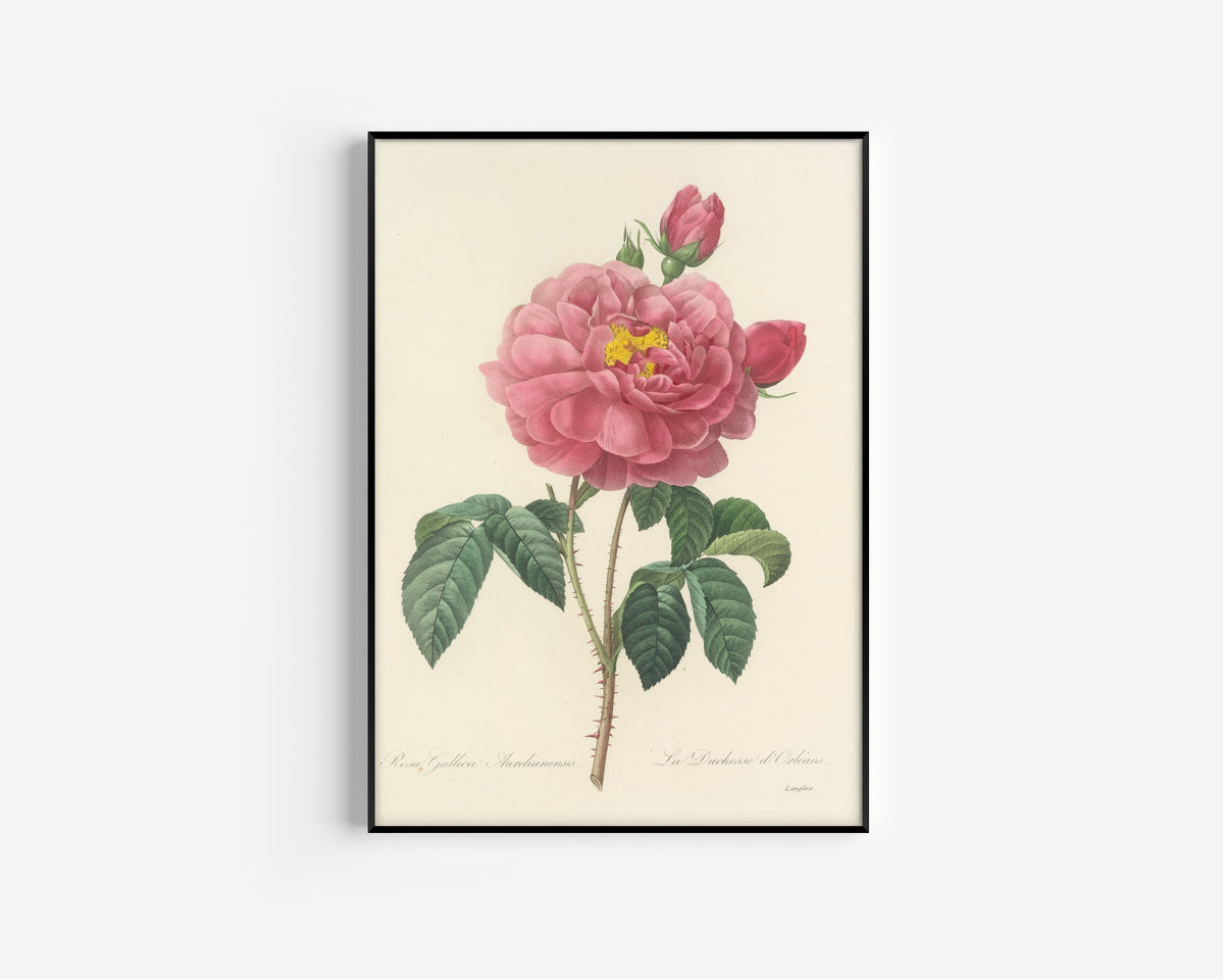 Framed art print of Choix des plus belles fleurs, Plate 90: Rosa Gallica Aurelianensis by Pierre-Joseph Redouté, in a slim black frame on a plain white wall