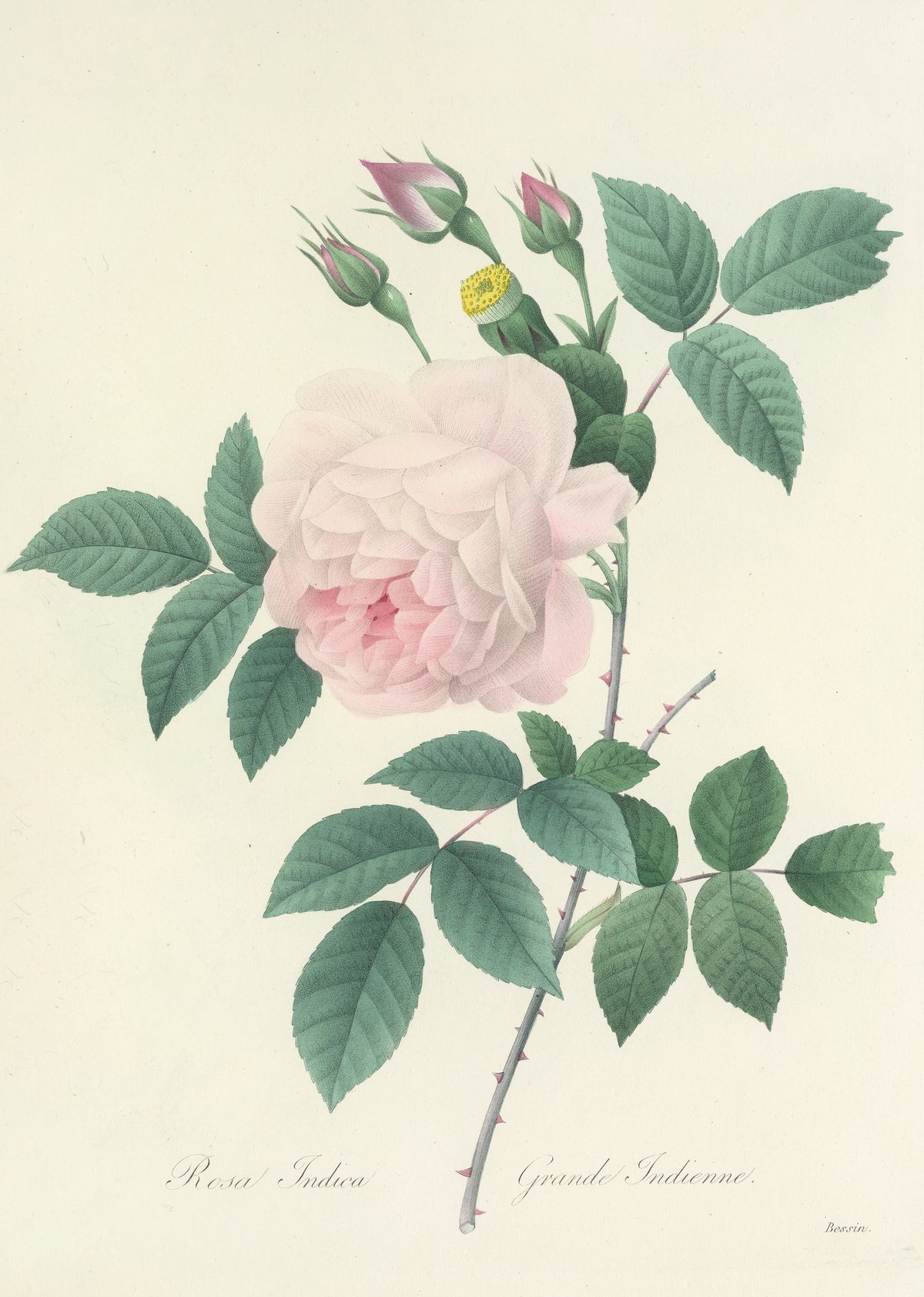 Choix des plus belles fleurs, Plate 91: Rosa Indica by Pierre-Joseph Redouté — A pale pink double rose with three pink-tipped buds
