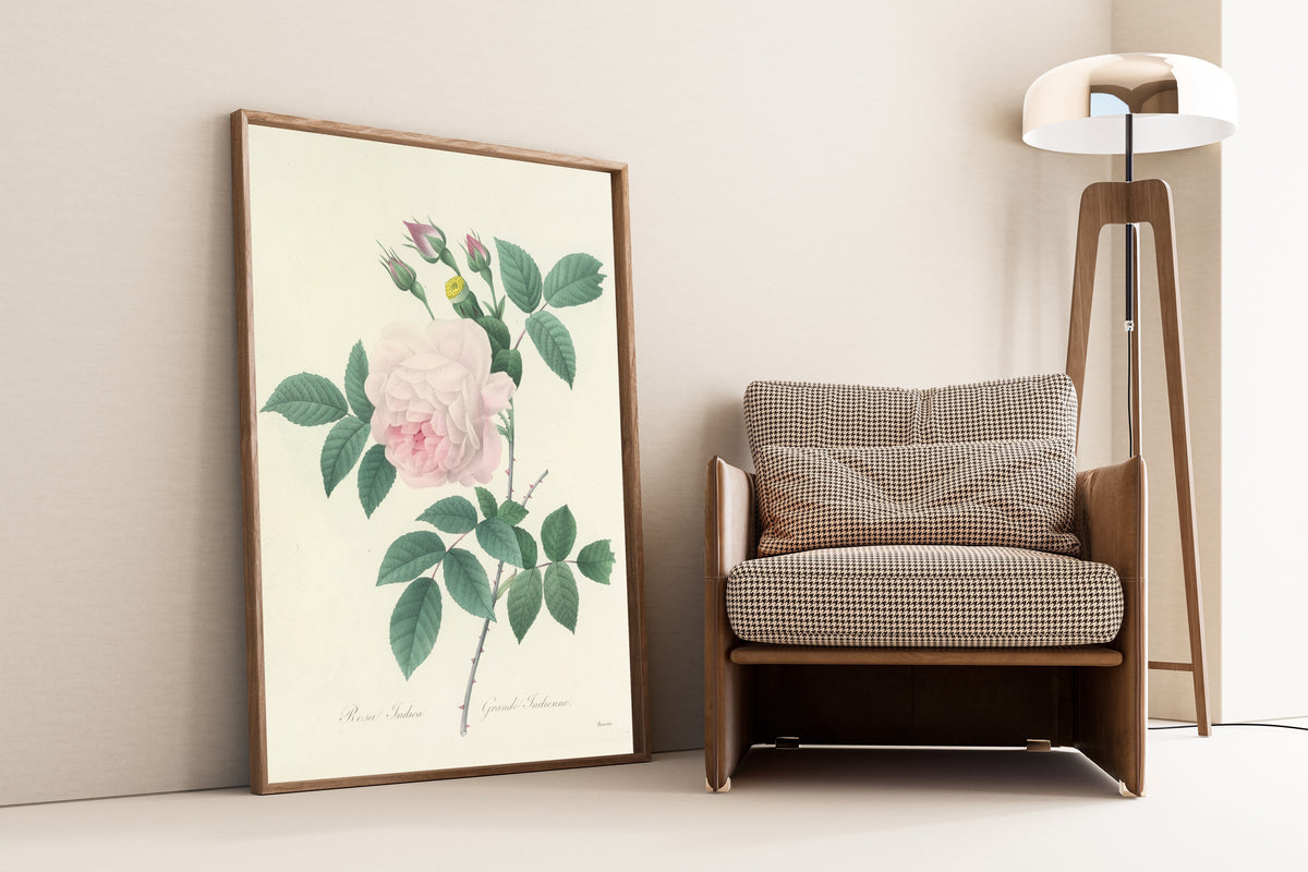 Framed art print of Choix des plus belles fleurs, Plate 91: Rosa Indica by Pierre-Joseph Redouté, leaning against a wall beside an armchair and a floor lamp