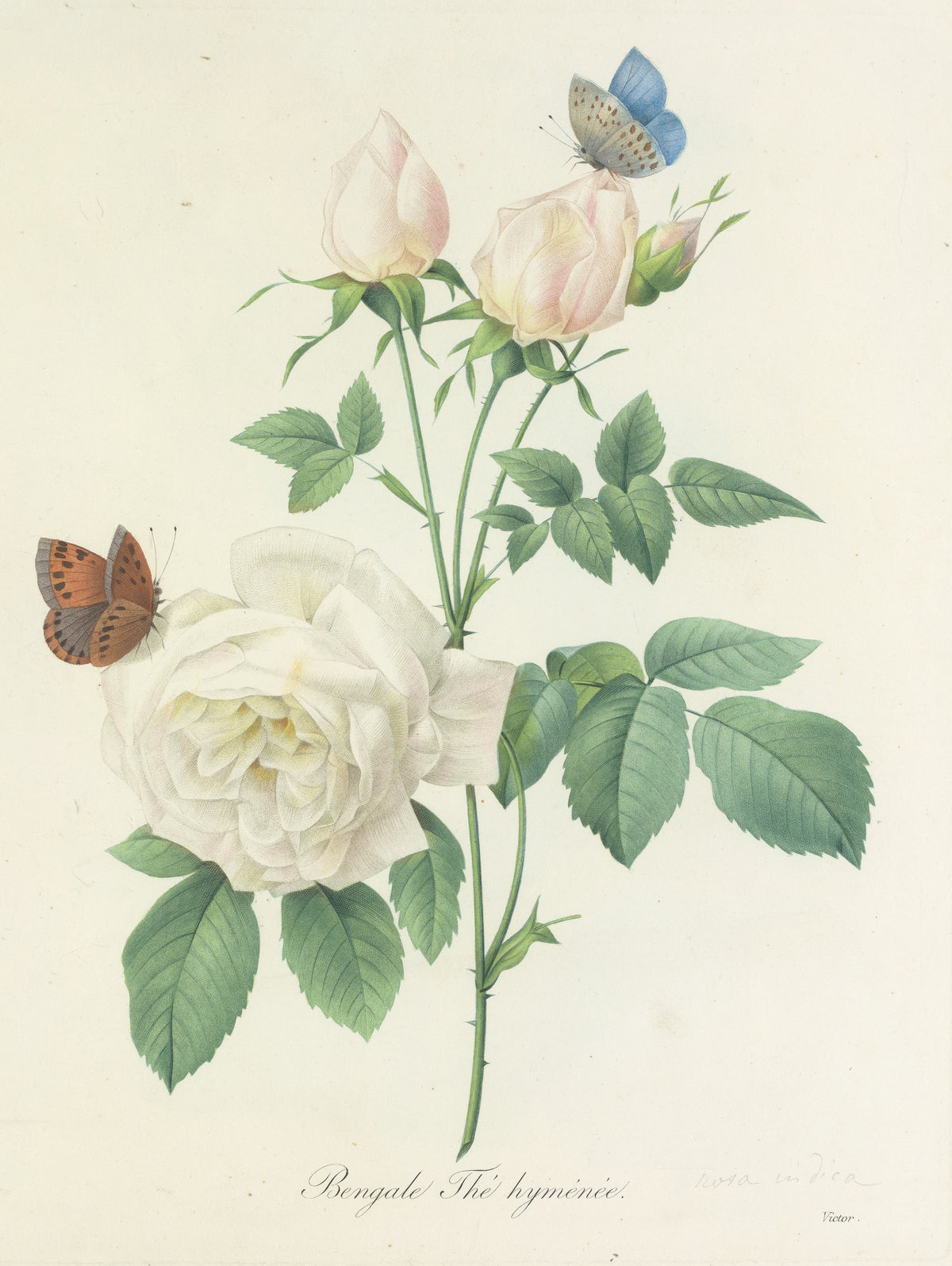 Choix des plus belles fleurs, Plate 92: Bengale Thé Hyménée by Pierre-Joseph Redouté — A cream-white rose with two butterflies