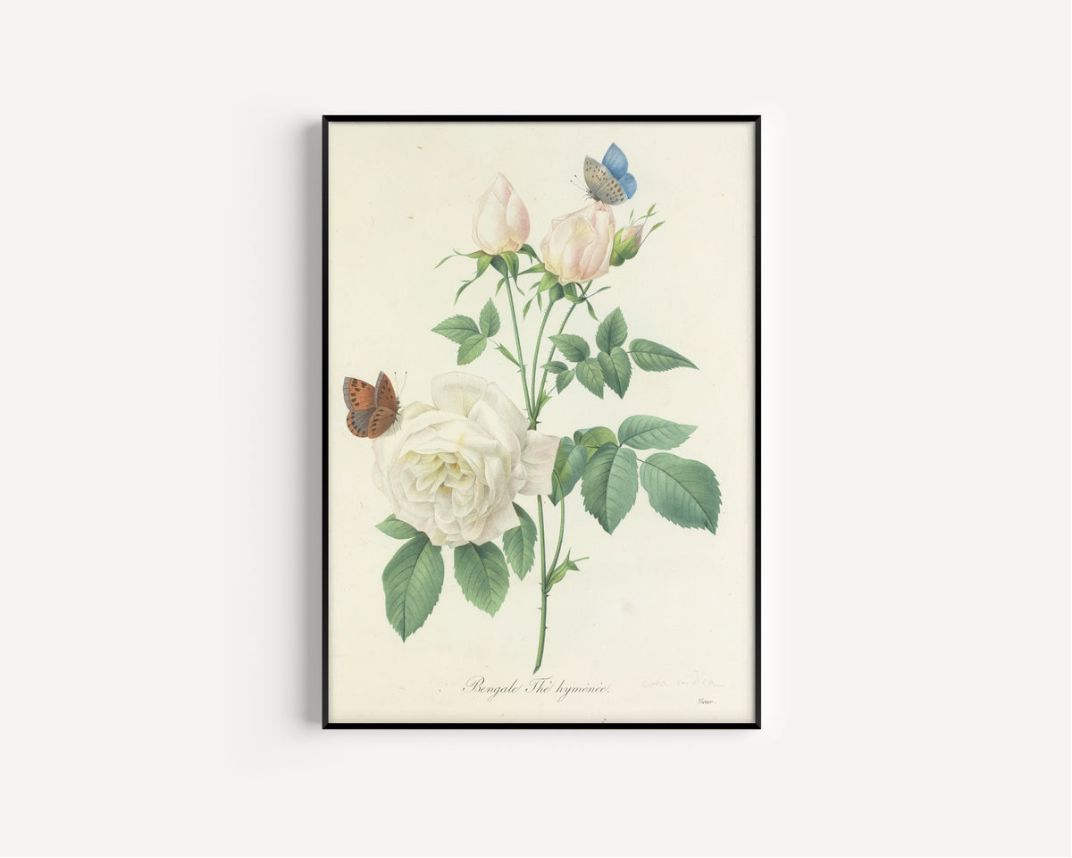 Framed art print of Choix des plus belles fleurs, Plate 92: Bengale Thé Hyménée by Pierre-Joseph Redouté, in a slim black frame on a plain white wall