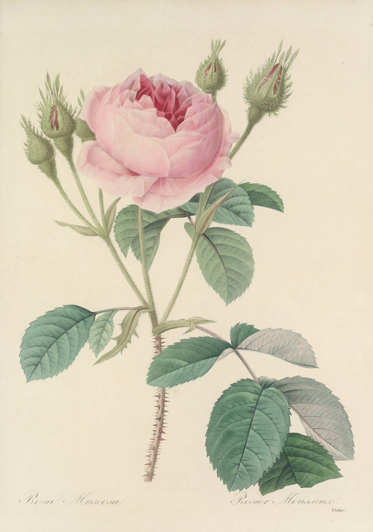 Choix des plus belles fleurs, Plate 93: Rosa Muscosa by Pierre-Joseph Redouté — A pale pink rose among four bristly, moss-covered buds