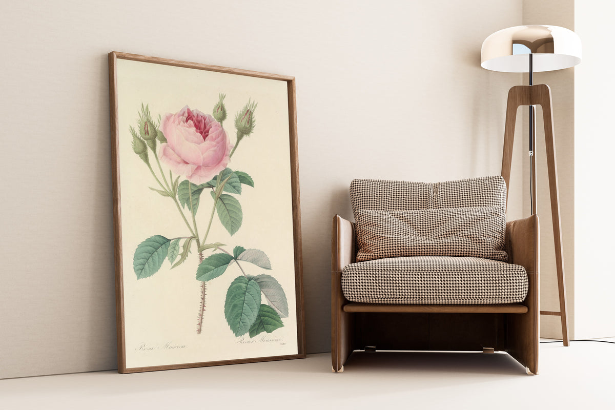 Framed art print of Choix des plus belles fleurs, Plate 93: Rosa Muscosa by Pierre-Joseph Redouté, leaning against a wall beside an armchair and a floor lamp