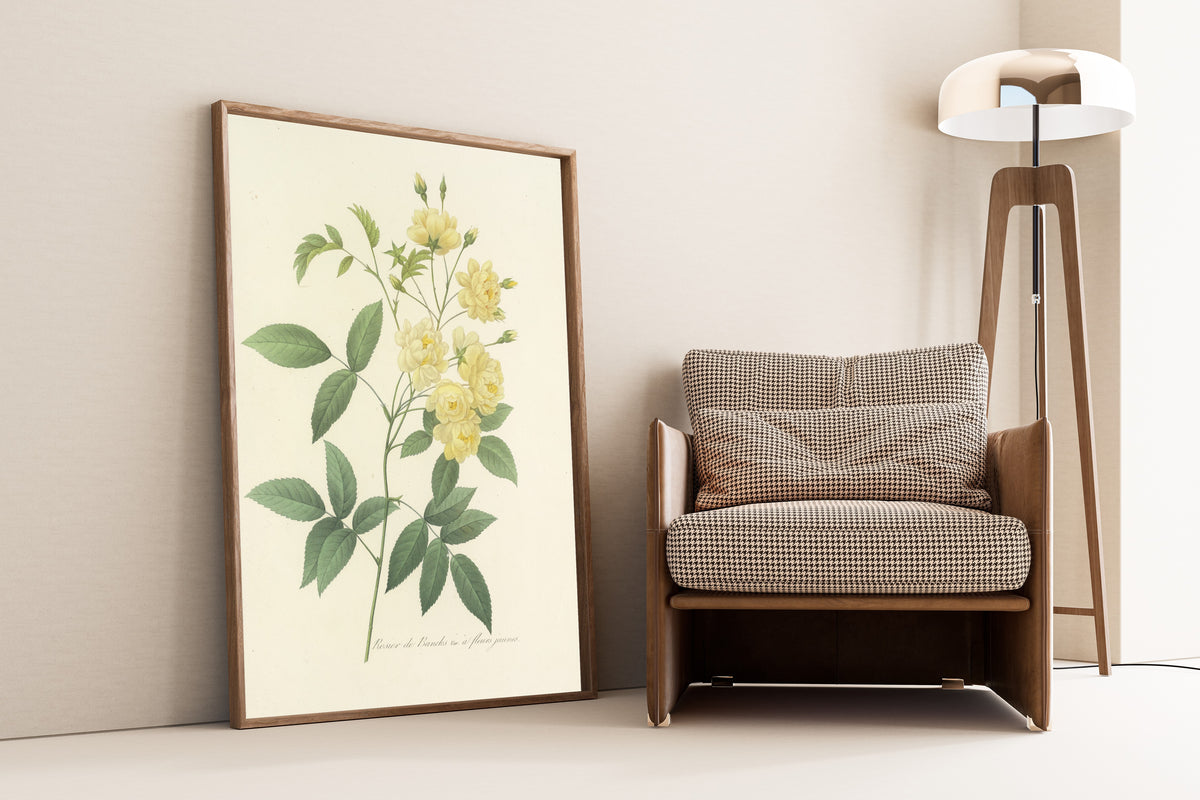 Framed art print of Choix des plus belles fleurs, Plate 97: Rosier de… by Pierre-Joseph Redouté, leaning against a wall beside an armchair and a floor lamp