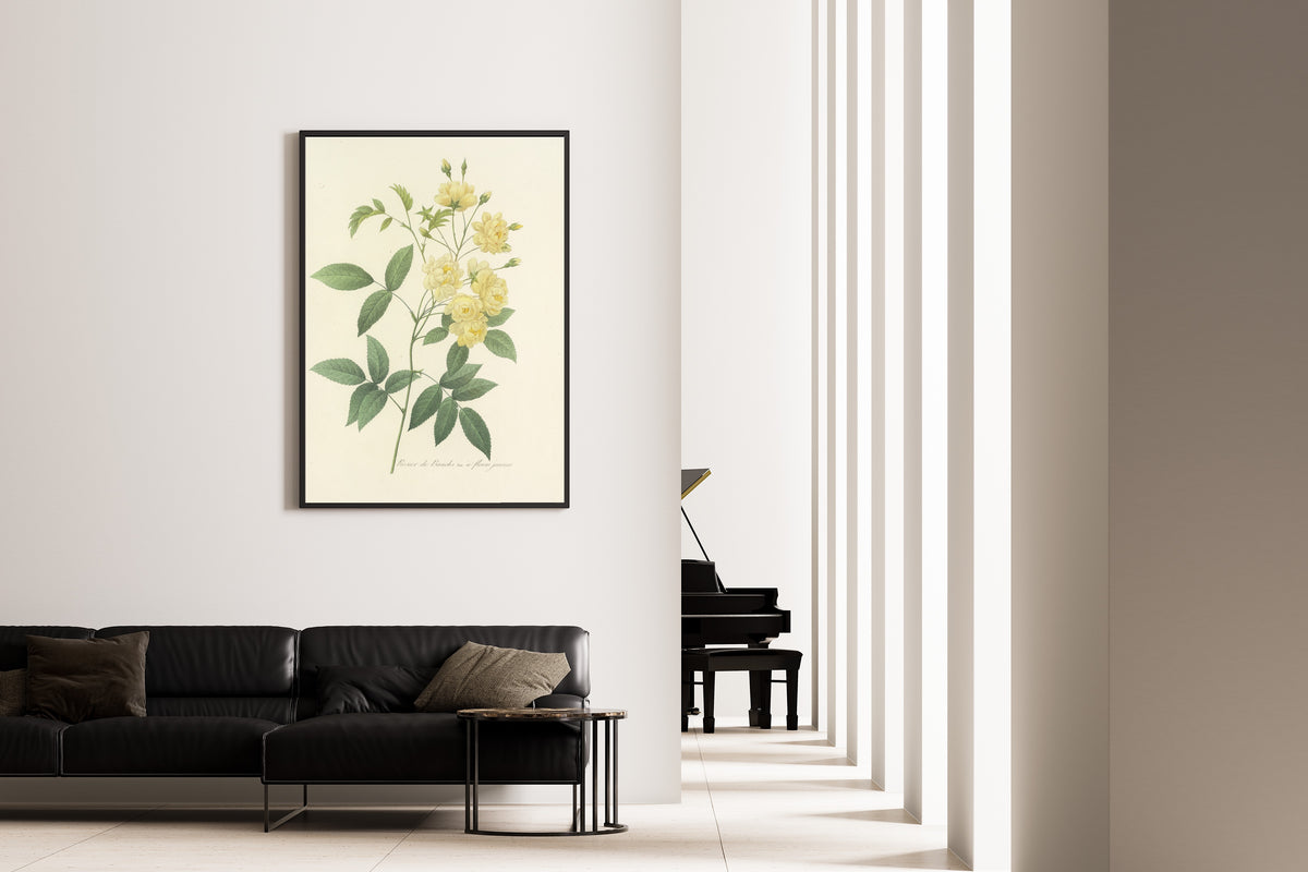 Framed art print of Choix des plus belles fleurs, Plate 97: Rosier de Bancks, Var. à Fleurs… by Pierre-Joseph Redouté, on the wall of a minimal living room