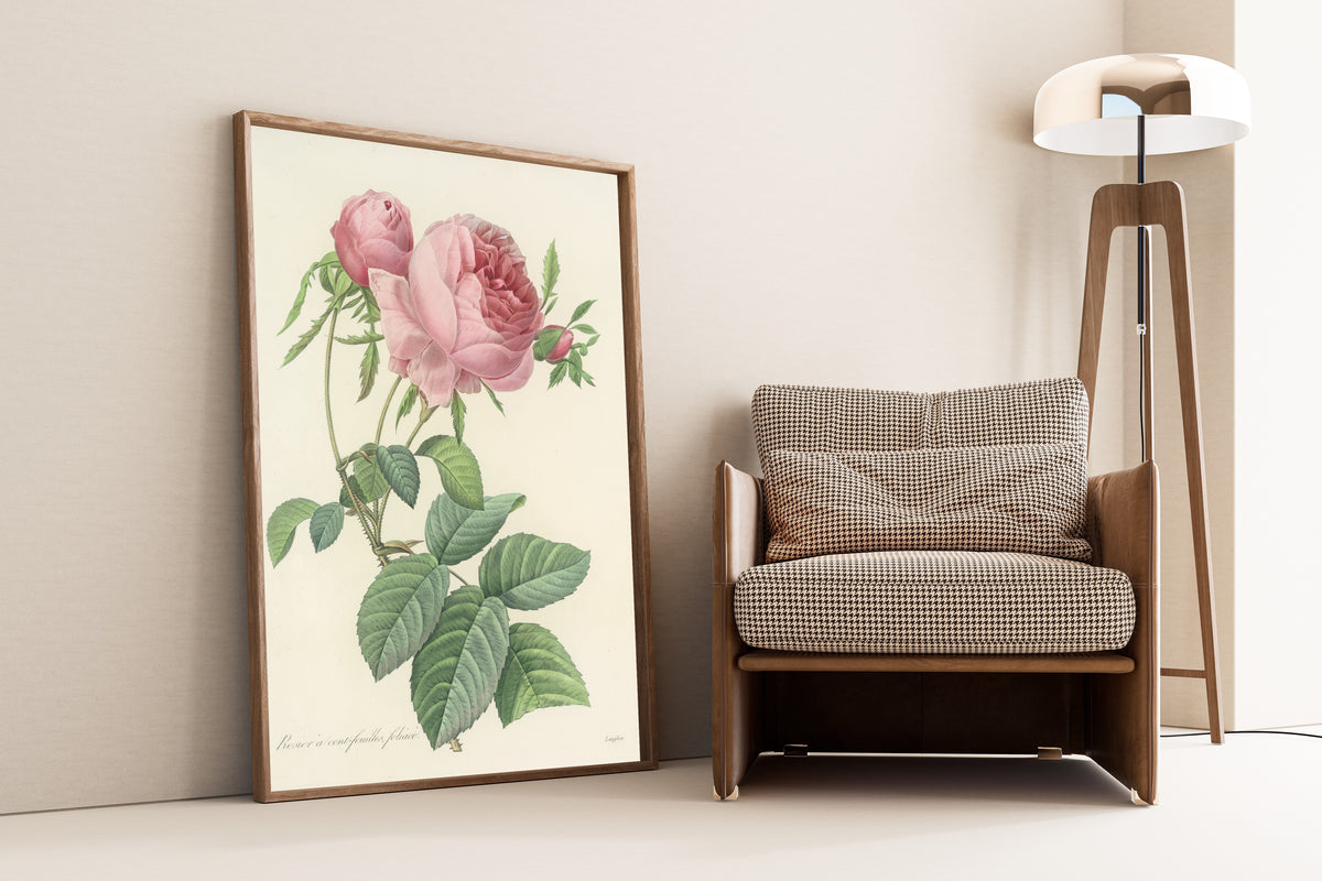 Framed art print of Choix des plus belles fleurs, Plate 99: Rosier à… by Pierre-Joseph Redouté, leaning against a wall beside an armchair and a floor lamp