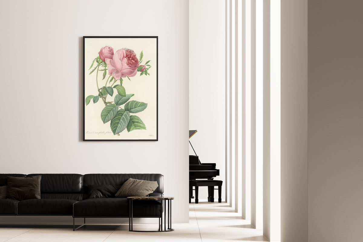 Framed art print of Choix des plus belles fleurs, Plate 99: Rosier à Cent-Feuilles, Foliacé by Pierre-Joseph Redouté, on the wall of a minimal living room