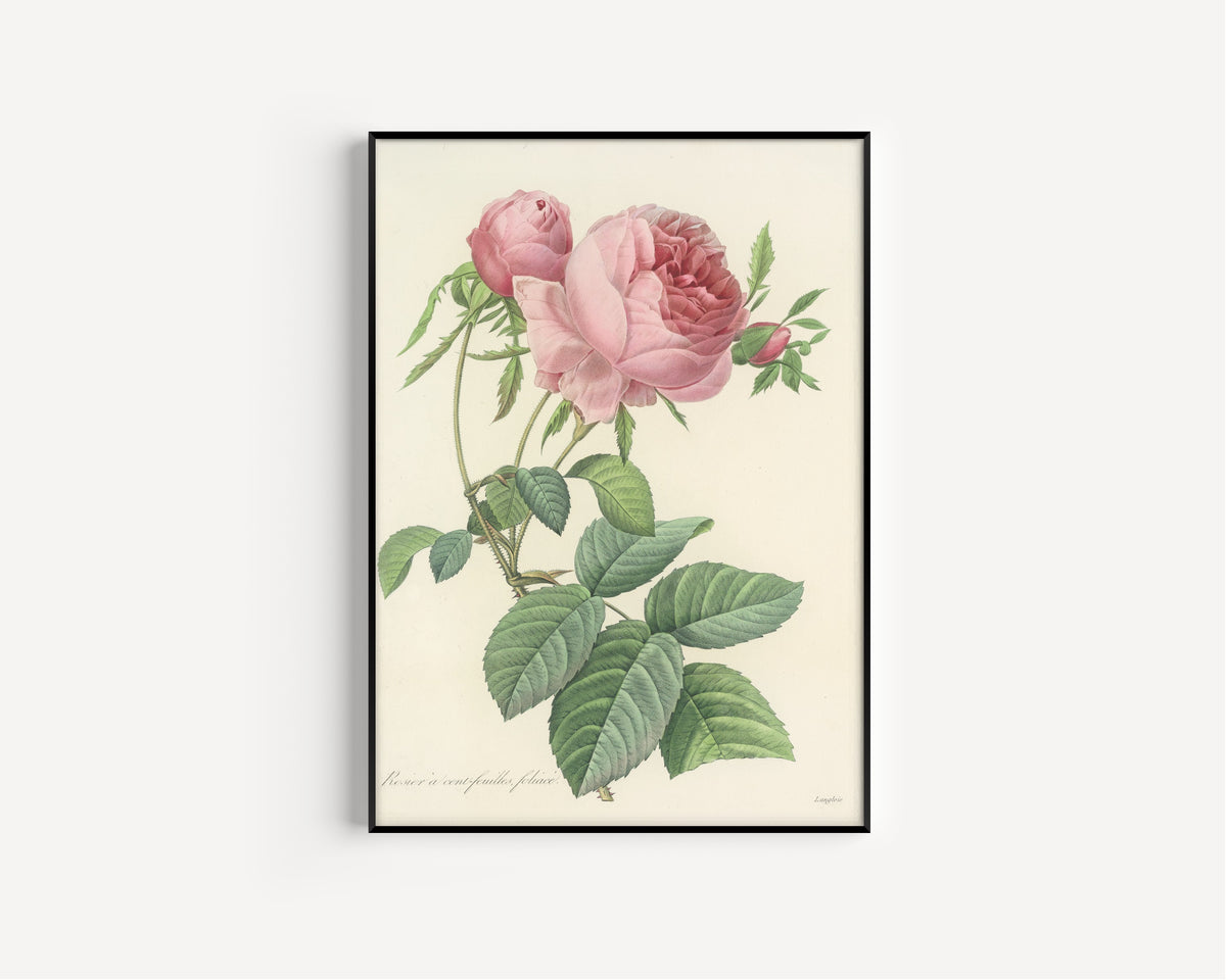Framed art print of Choix des plus belles fleurs, Plate 99: Rosier à Cent-Feuilles… by Pierre-Joseph Redouté, in a slim black frame on a plain white wall