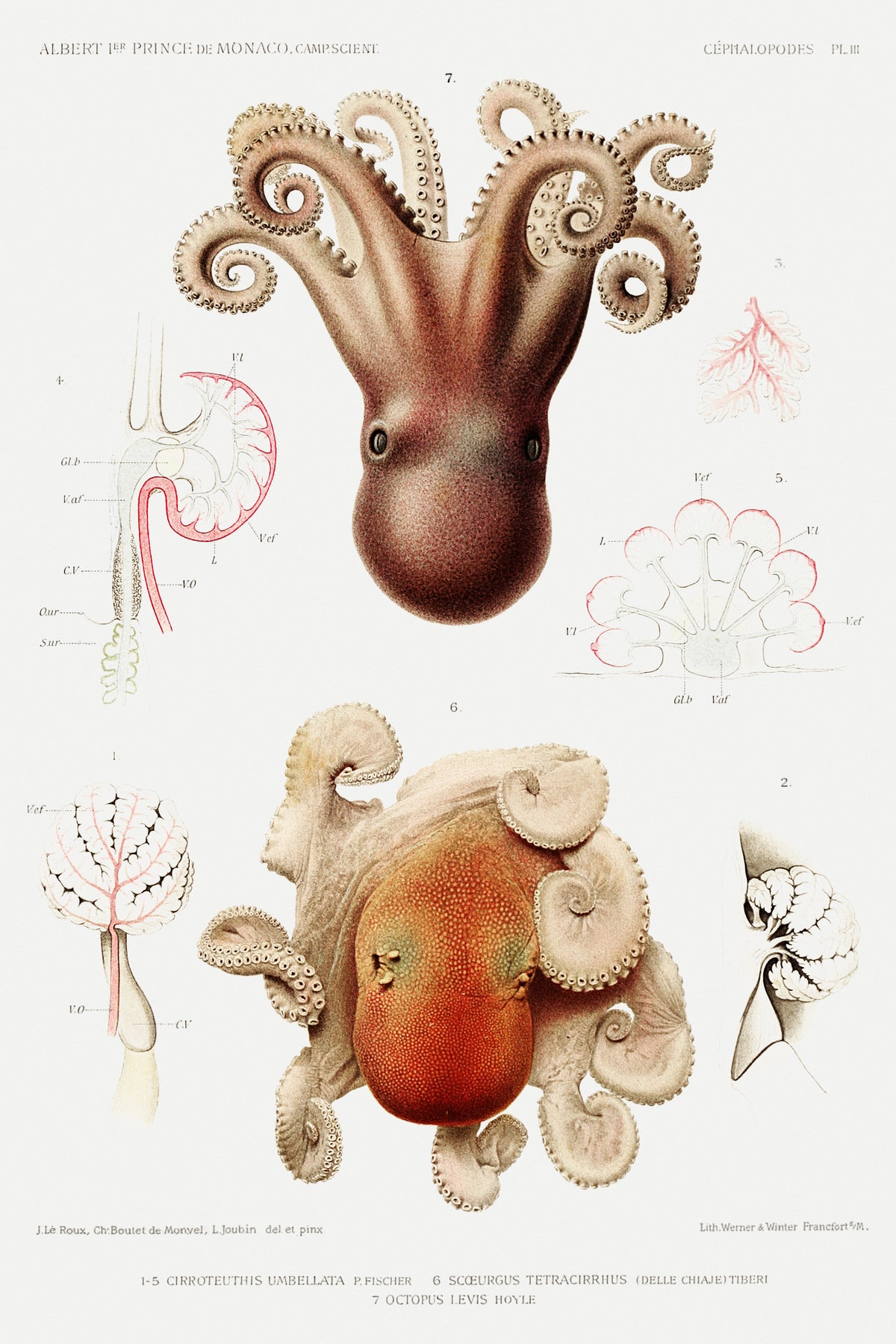 Jeanne Le Roux, Ch. Boutet de Monvel & Louis Joubin — Cirroteuthis umbellata, Scoeurgus tetracirrhus and Octopus levis (Plate III) | Scientific Illustration Print