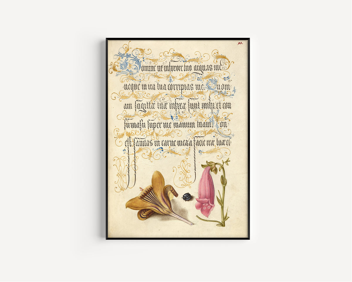 Joris Hoefnagel — Cloth-of-Gold Crocus, Beetle, and Foxglove | Botanical Calligraphy Print