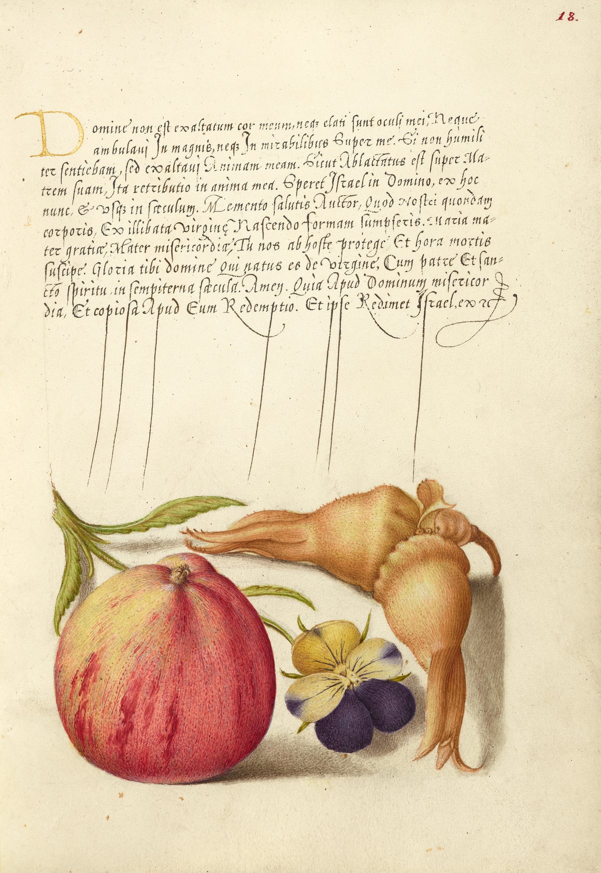 Joris Hoefnagel — Common Apple, European Wild Pansy, and Giant Filbert | Botanical Calligraphy Print