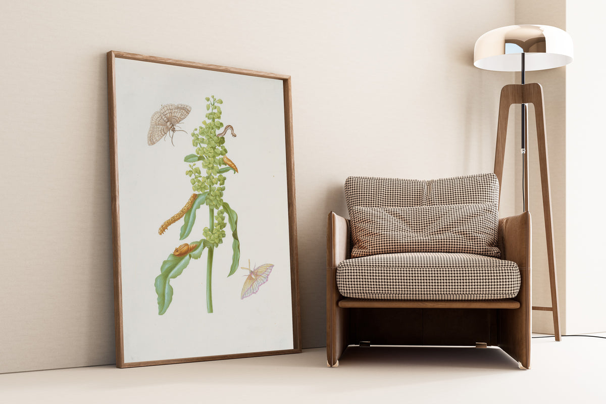 Framed art print of Curly Dock with Metamorphoses of the Small Engrailed… by Maria Sibylla Merian, leaning against a wall beside an armchair and a floor lamp