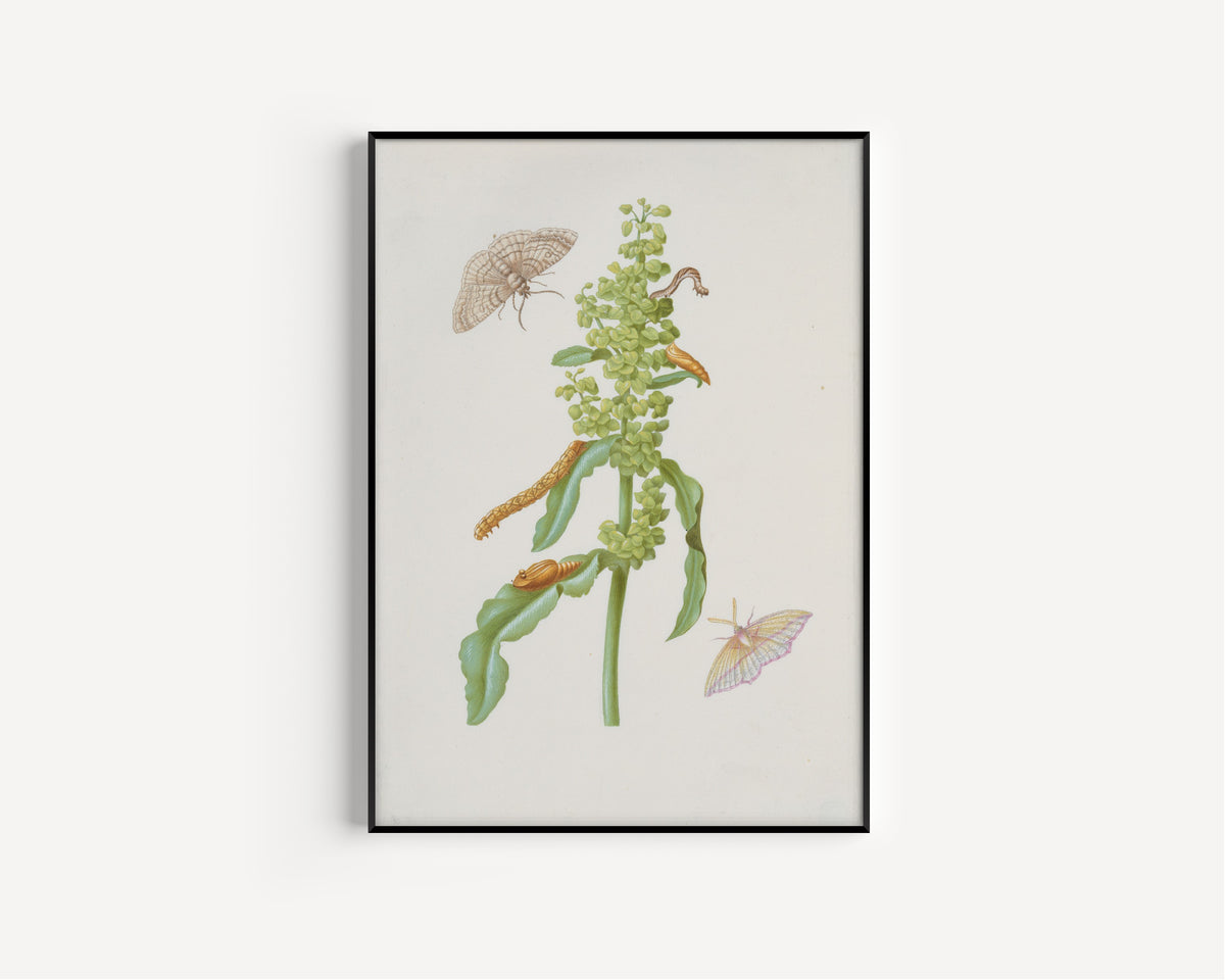 Framed art print of Curly Dock with Metamorphoses of the Small Engrailed and the Blood-Vein by Maria Sibylla Merian, in a slim black frame on a plain white wall
