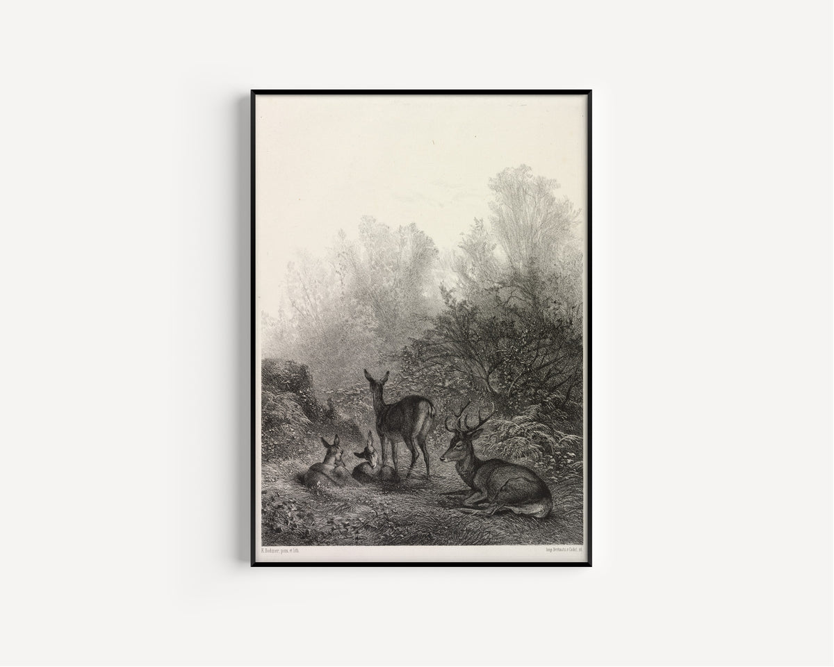 Karl Bodmer — Deer at Rest | Fine Art Print