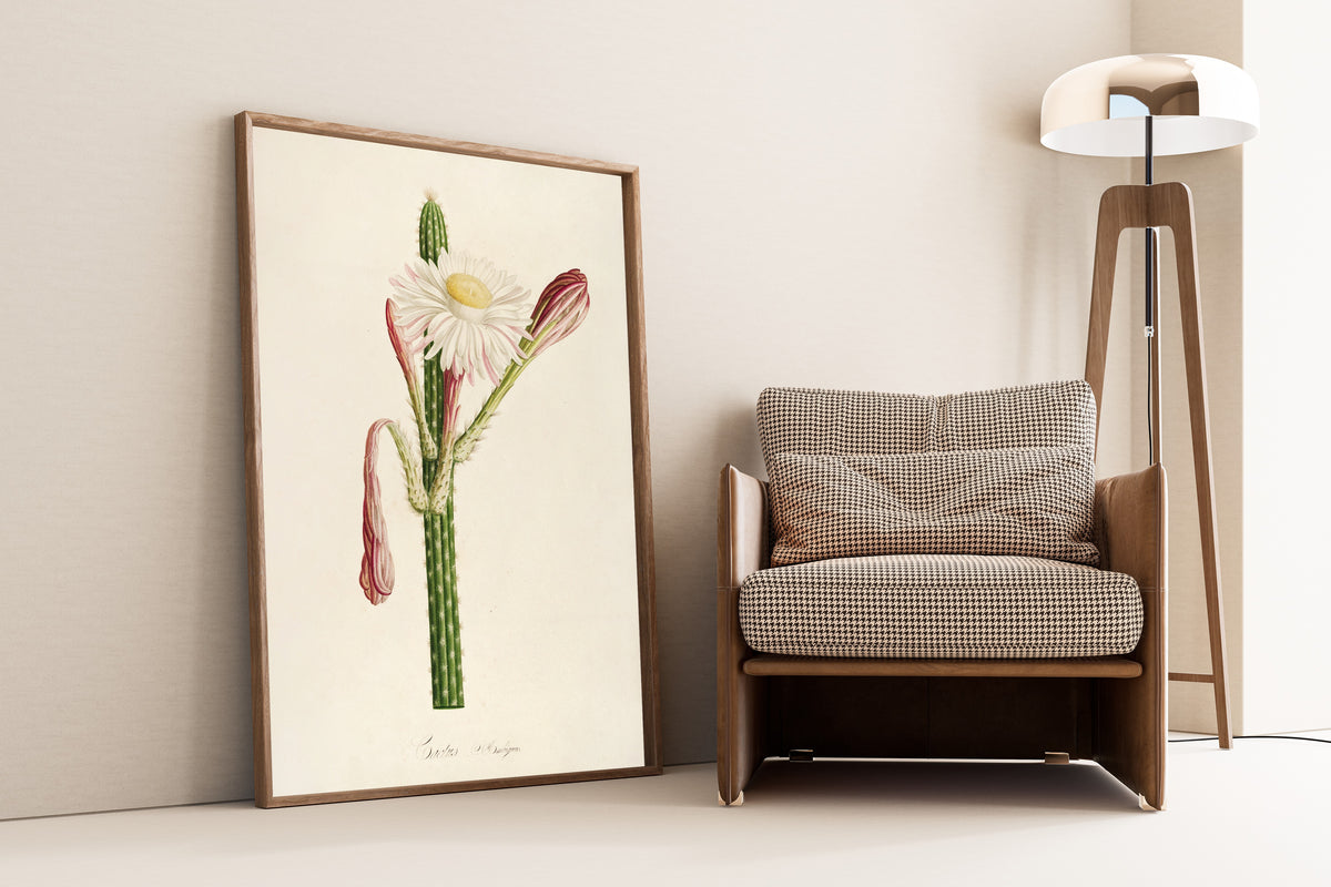 Pierre-Joseph Redouté — Description des plantes rares cultivées à Malmaison et à Navarre: Cactus ambiguus | Botanical Illustration Print