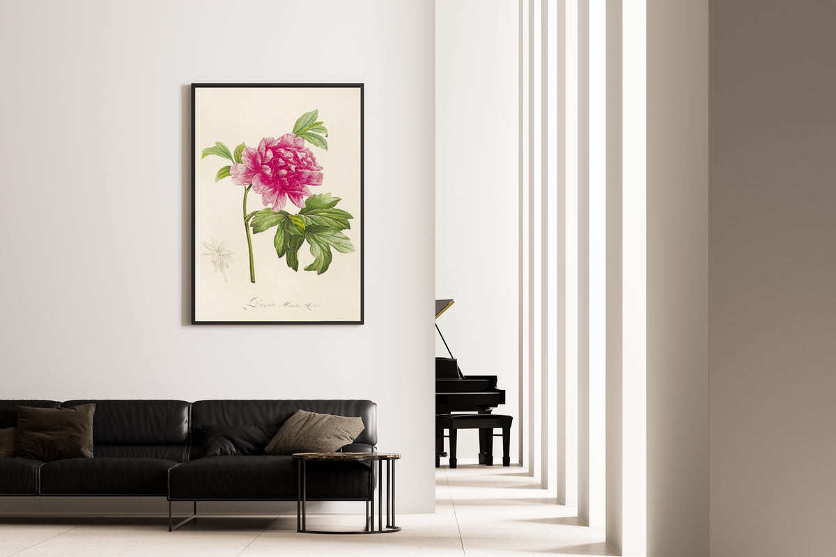 Pierre-Joseph Redouté — Description des plantes rares cultivées à Malmaison et à Navarre: Paeonia moutan | Botanical Illustration Print