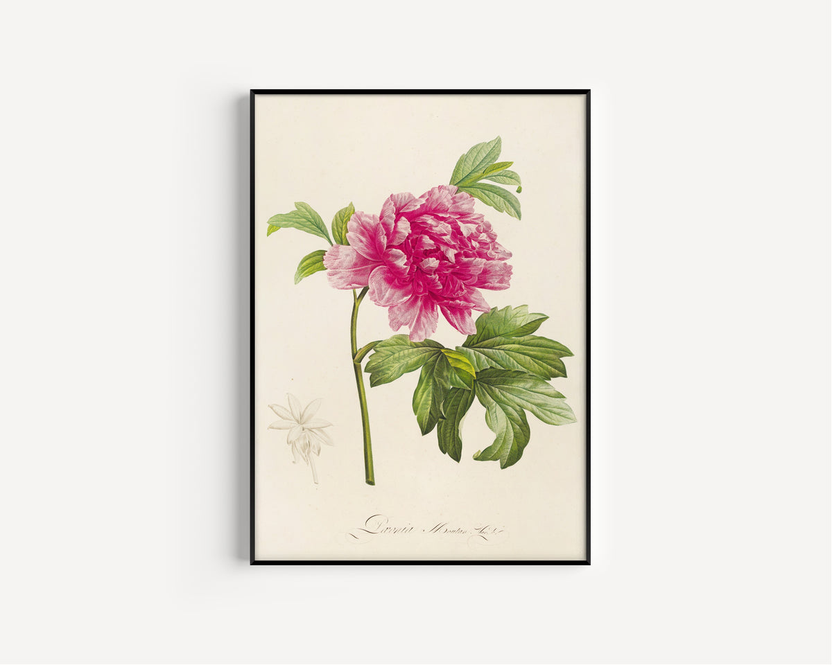 Pierre-Joseph Redouté — Description des plantes rares cultivées à Malmaison et à Navarre: Paeonia moutan | Botanical Illustration Print