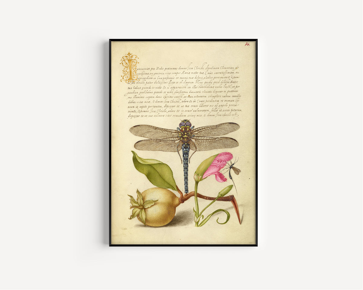 Joris Hoefnagel — Dragonfly, Pear, Carnation, and Insect | Botanical Calligraphy Print