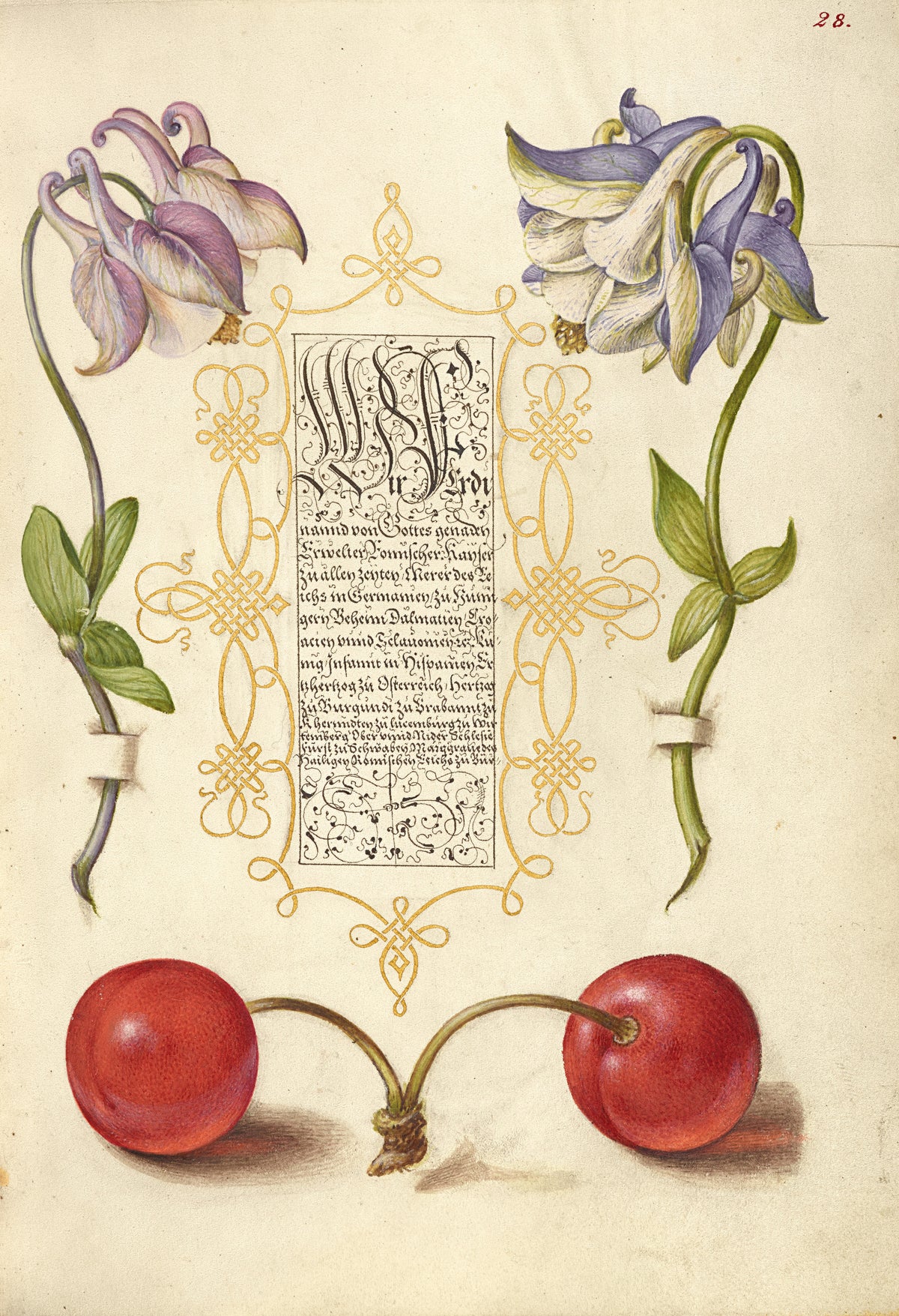 Joris Hoefnagel — European Columbines and Sweet Cherry | Botanical Calligraphy Print